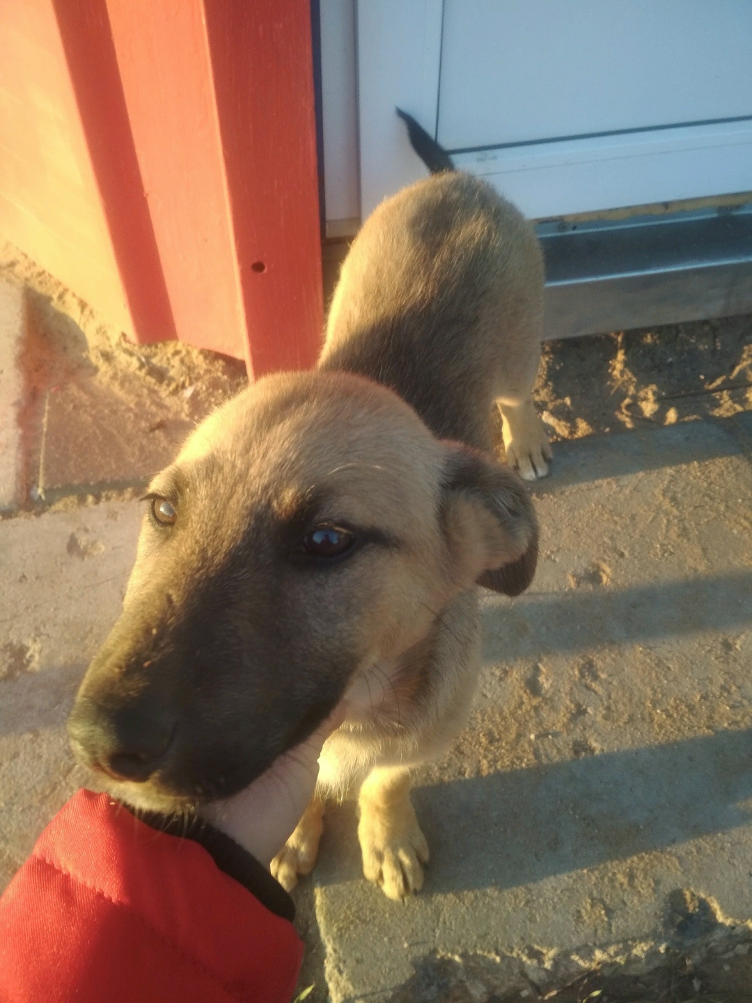 Found Dog in Coventry, England — listing photo