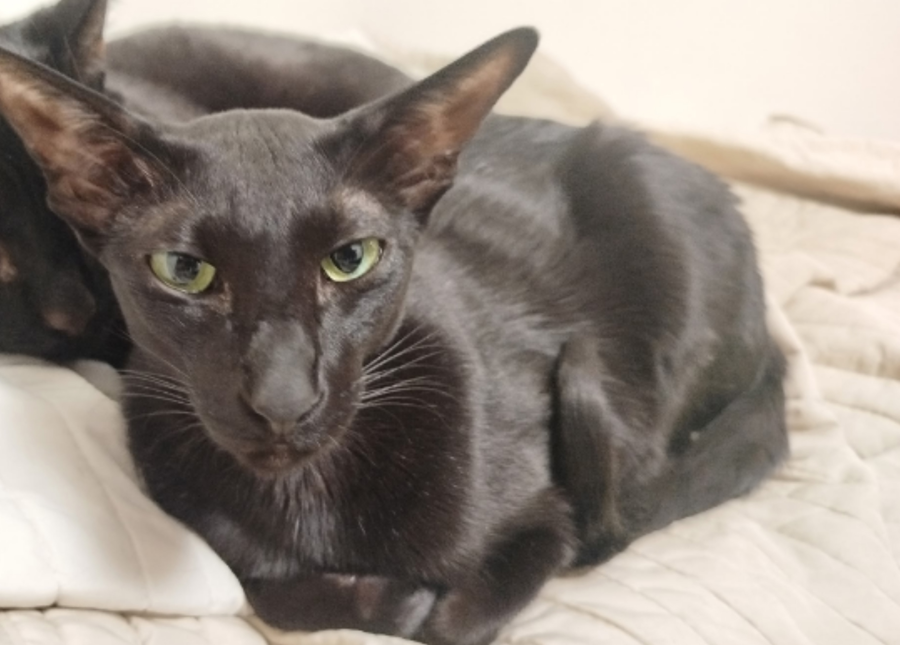 Lost Cat in Southampton, England — listing photo
