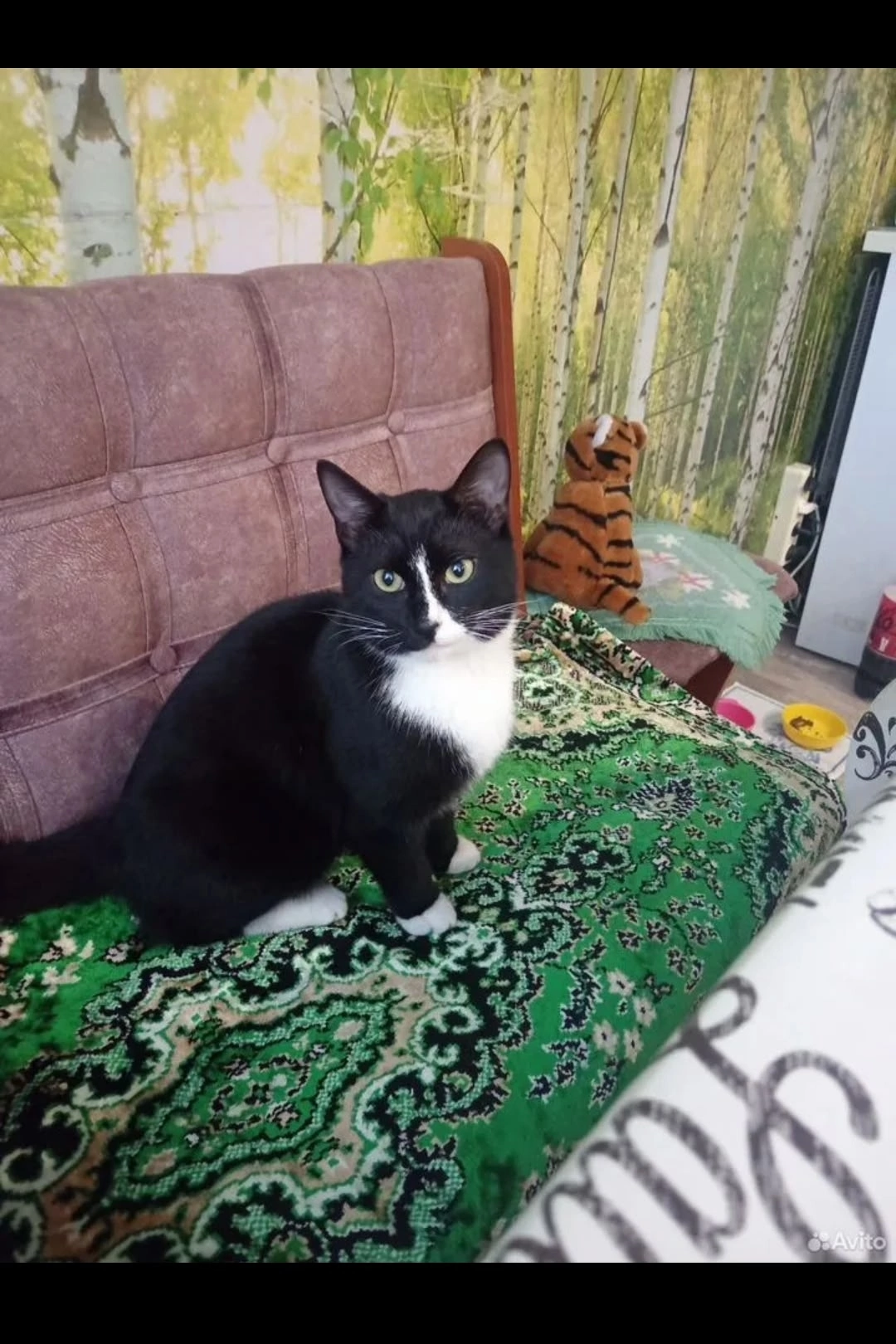 Lost Cat in Huddersfield, England: Have you seen this cat in Huddersfield? Lost Cat in Huddersfield, England — Have you seen this cat in Huddersfield?