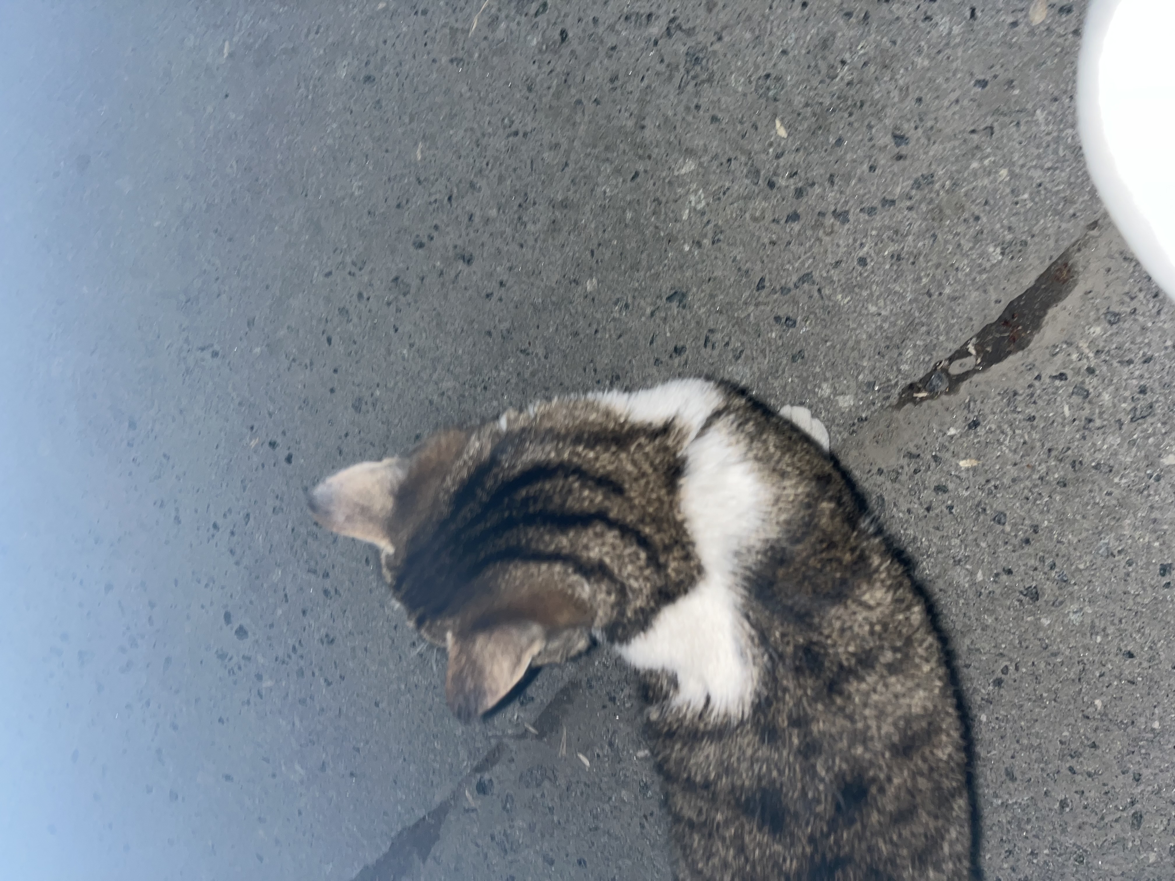 Found Cat in Glasgow, Scotland — Cat found safe in Glasgow
