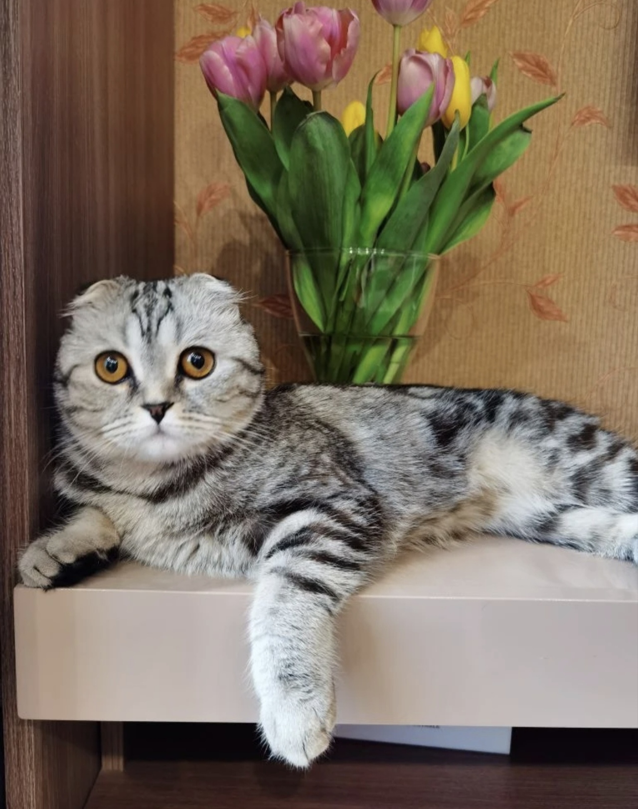 Lost Cat in Wolverhampton, England — listing photo
