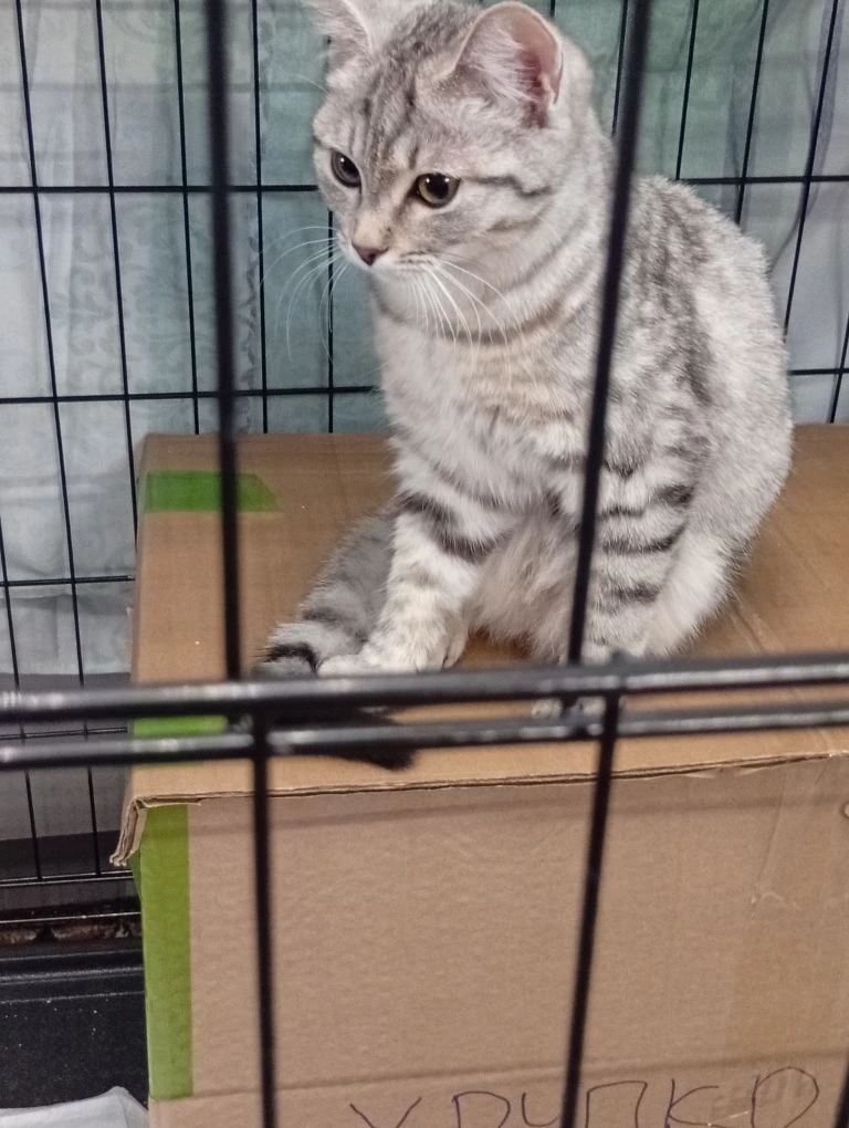 Found cat in Bolton