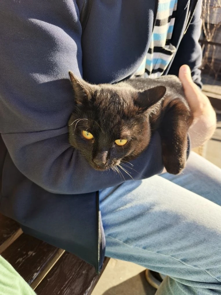 Found Cat in Edinburgh, Scotland — listing photo