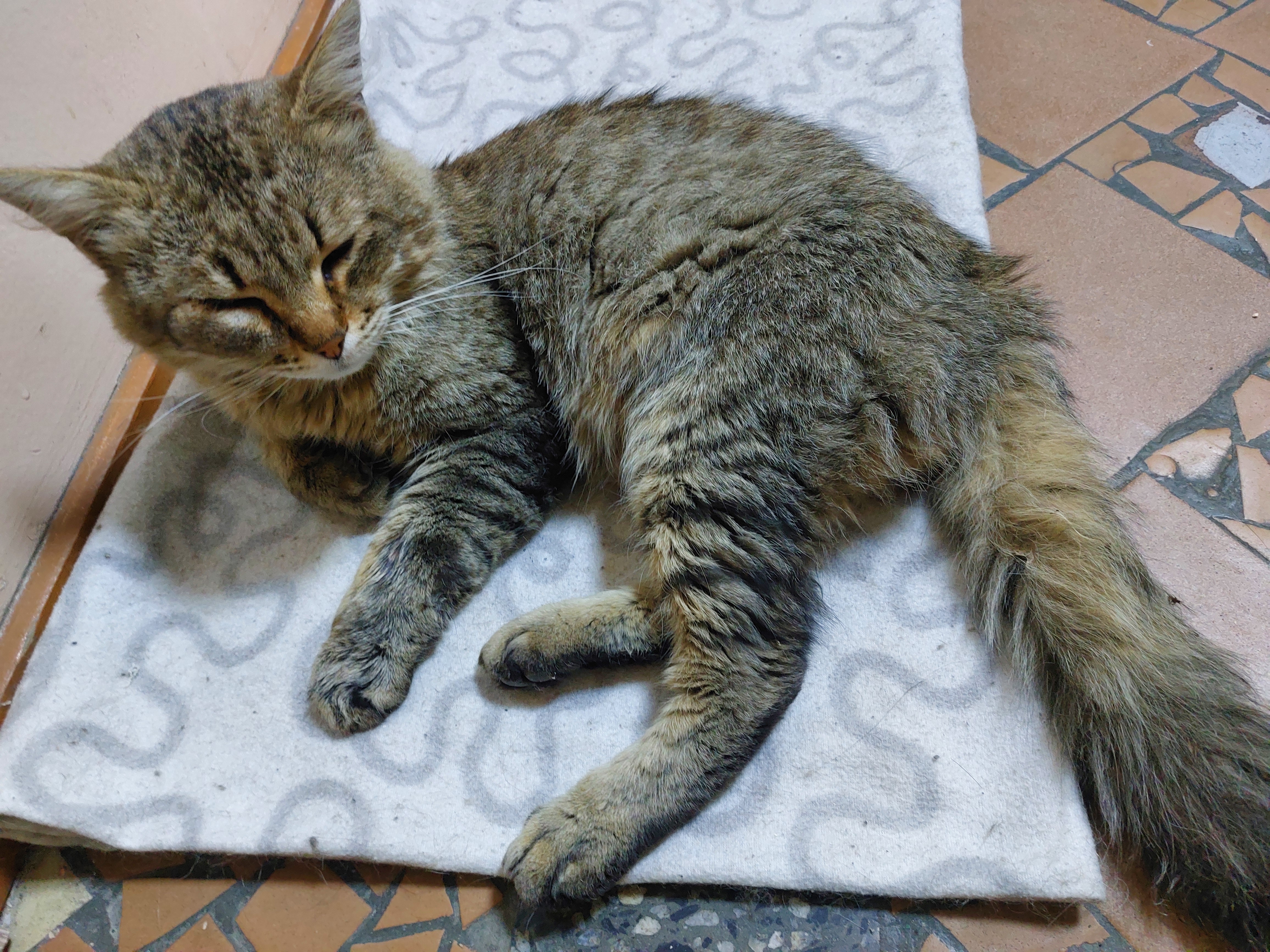 Found Cat in Newcastle upon Tyne, England — listing photo