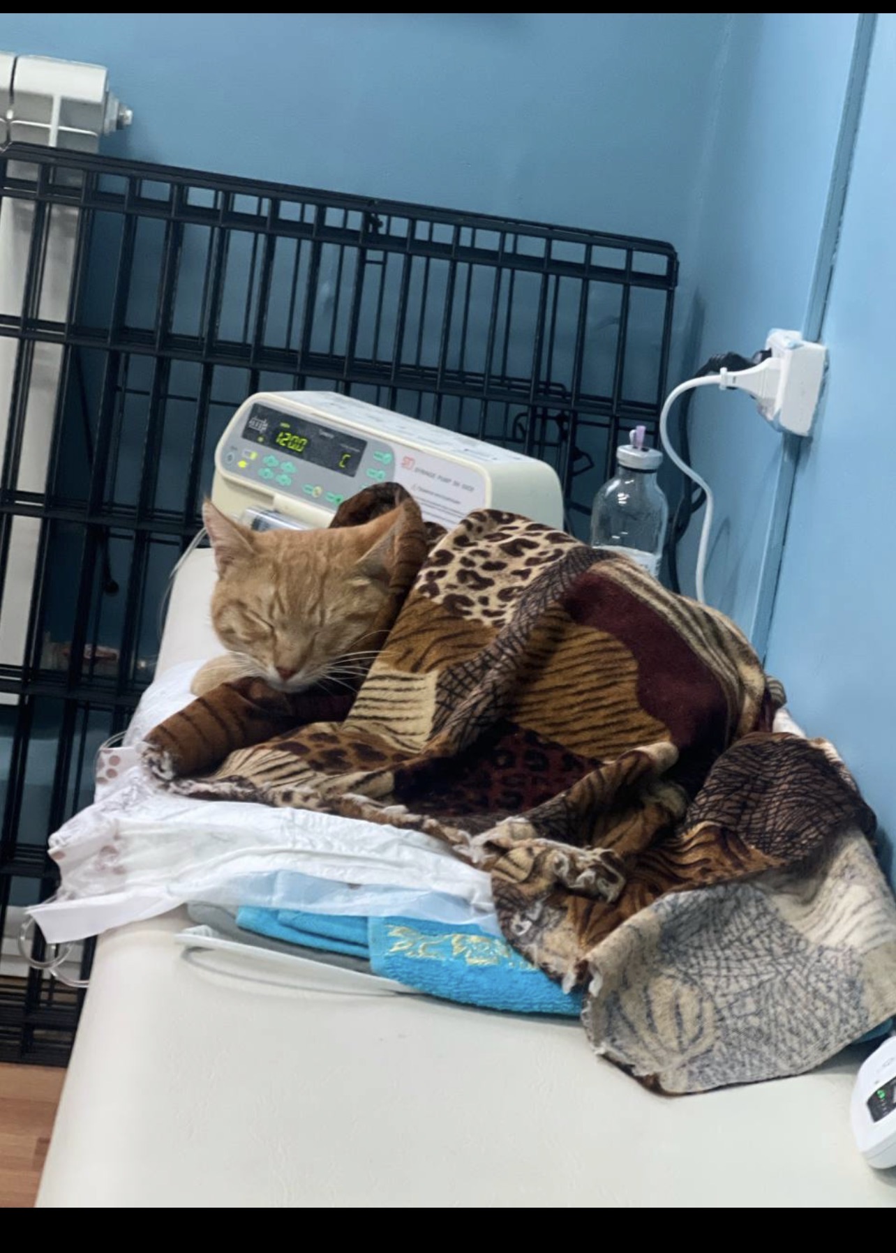 Found Cat in Bournemouth, England — listing photo