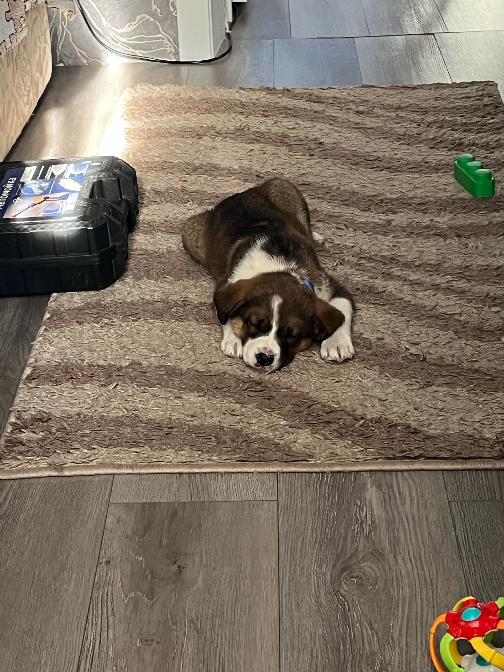 Found Dog in Aberdeen, Scotland — Dog found in Aberdeen