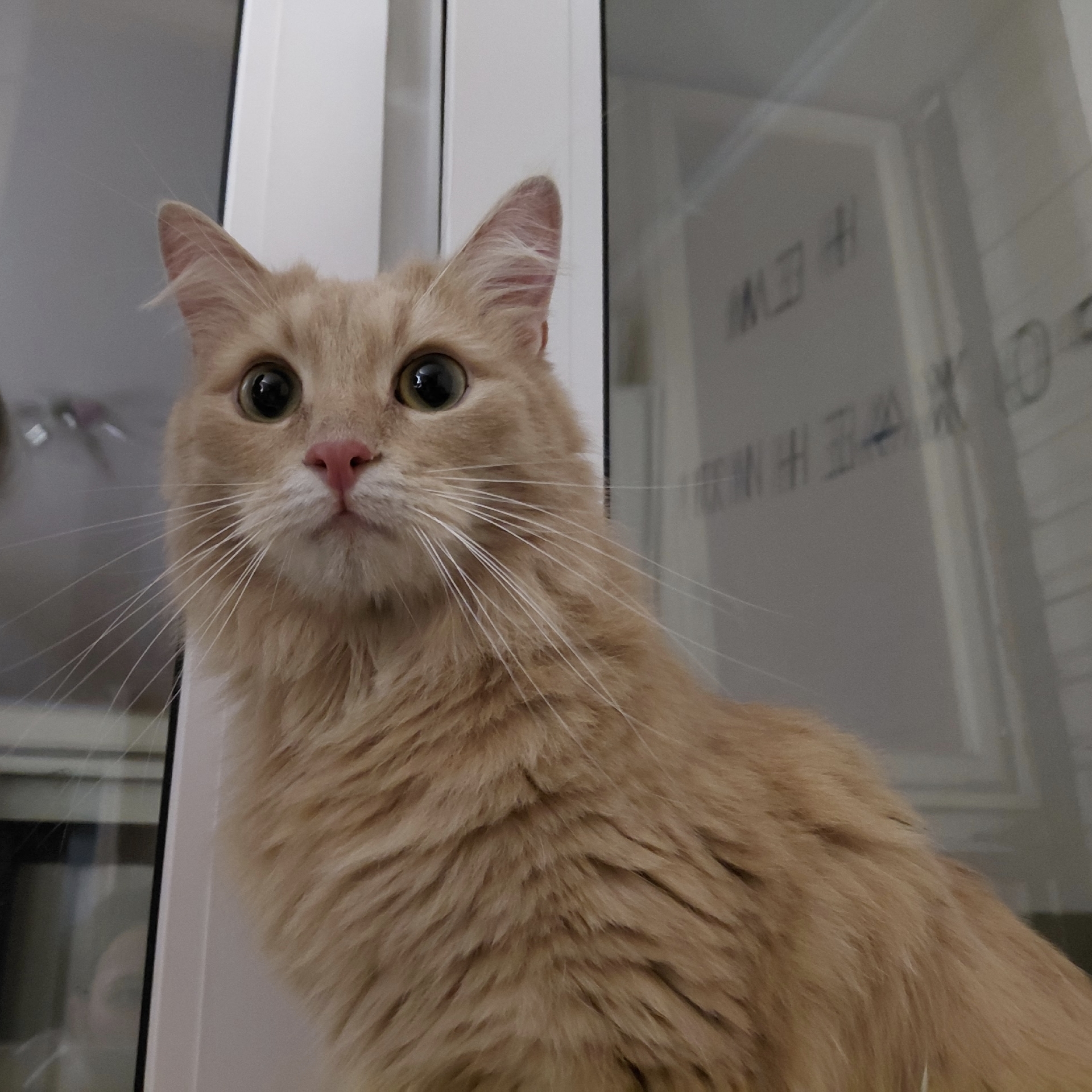 Found Cat in Glasgow, Scotland — listing photo