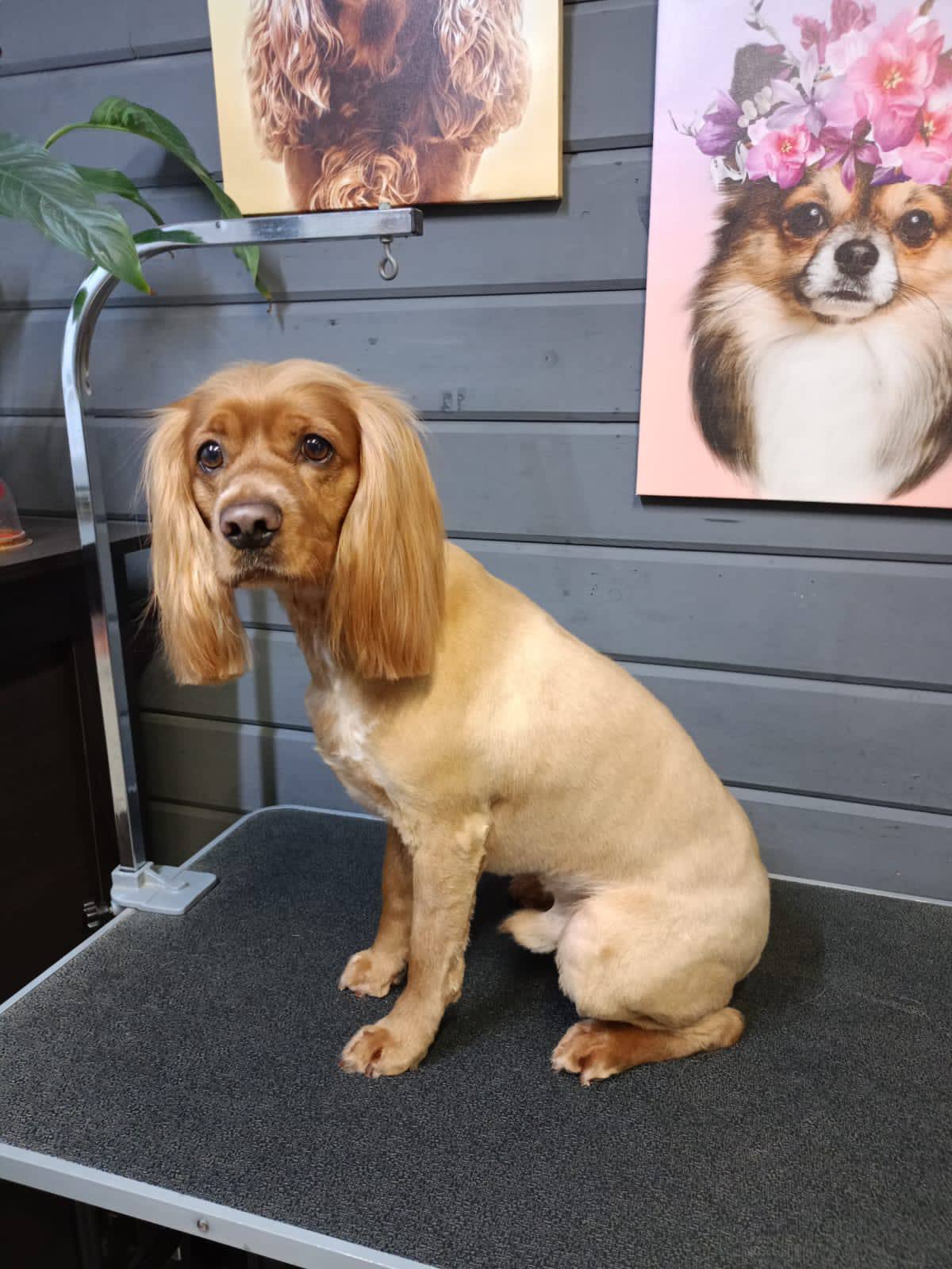 Lost Dog in Nottingham, England — Have you seen this dog in Nottingham?