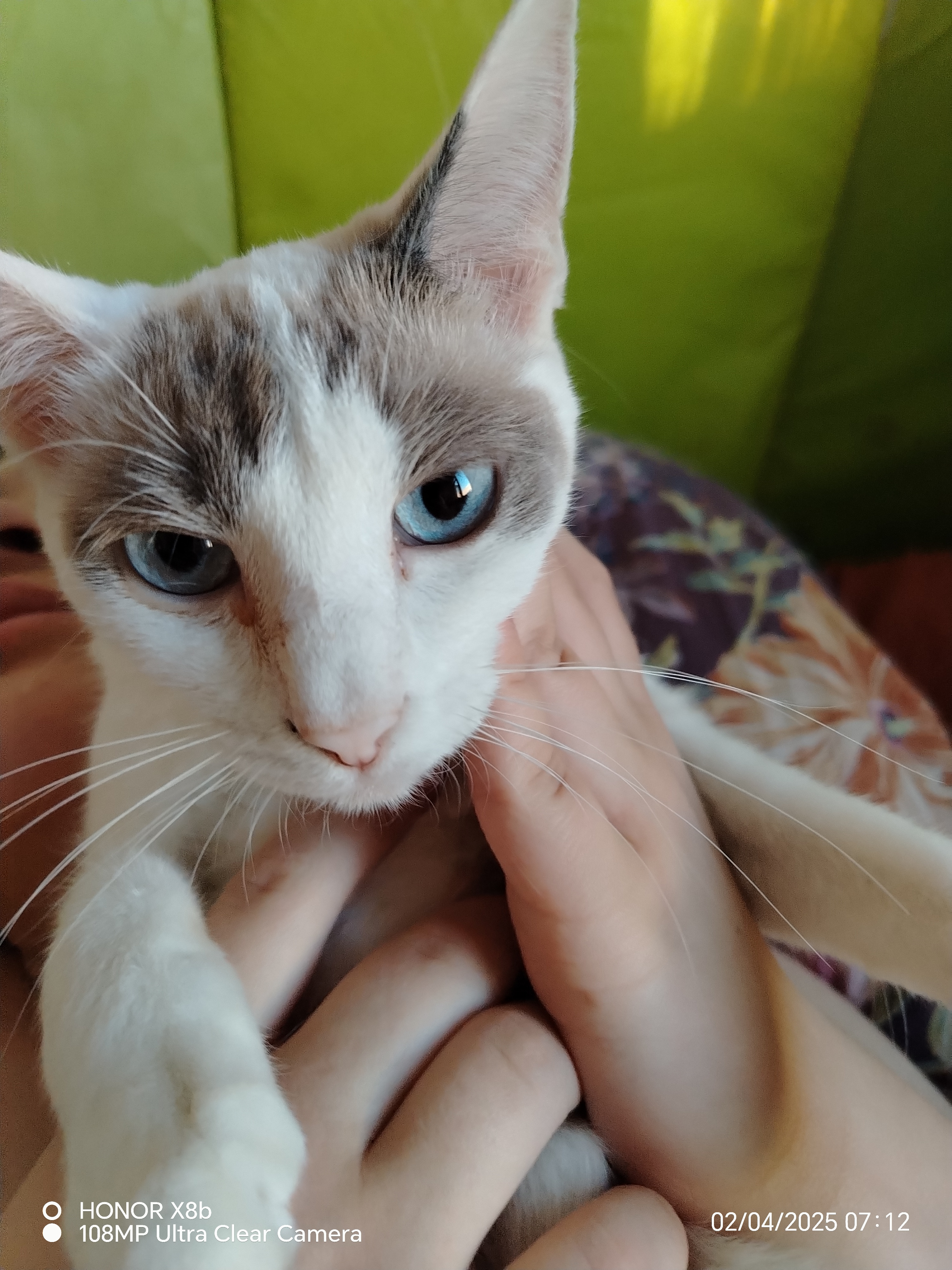 Lost Cat in Stoke-on-Trent, England — listing photo