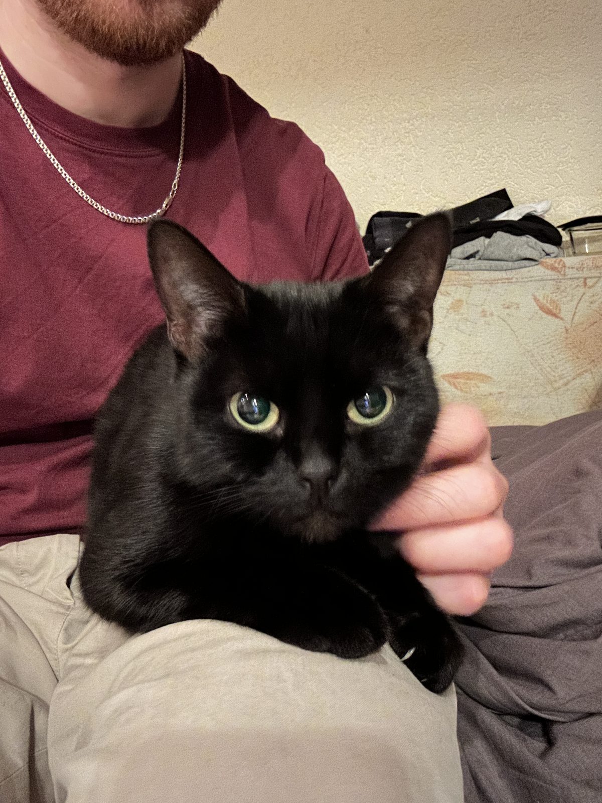 Found Cat in Milton Keynes, England — Cat found in Milton Keynes
