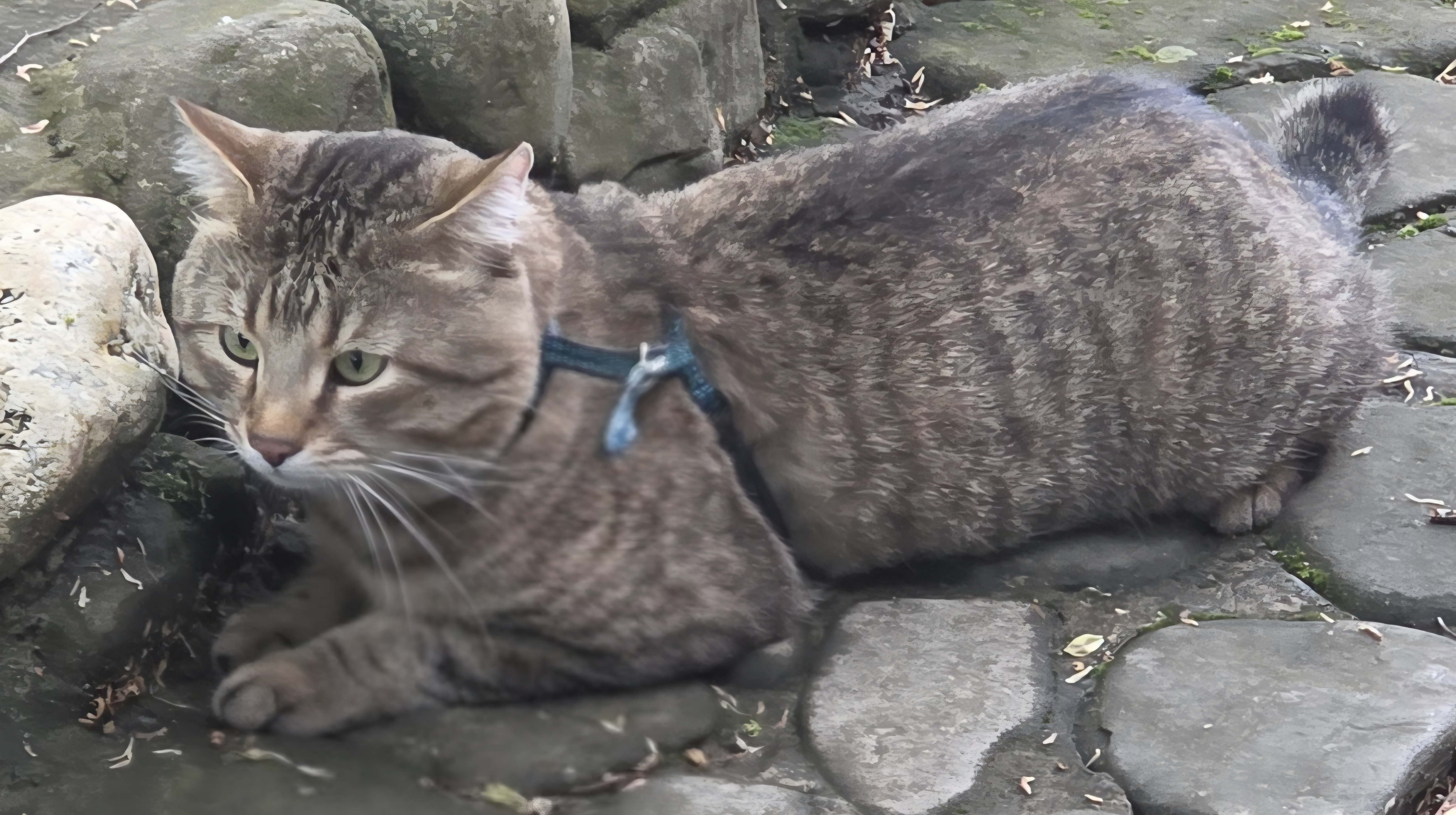 Lost Cat in Leeds, England — listing photo