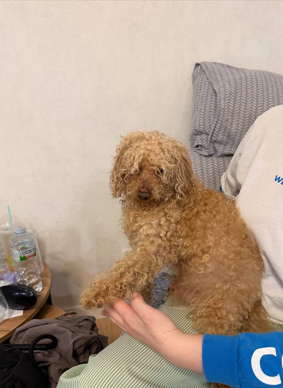 Found Dog in Aberdeen, Scotland — listing photo