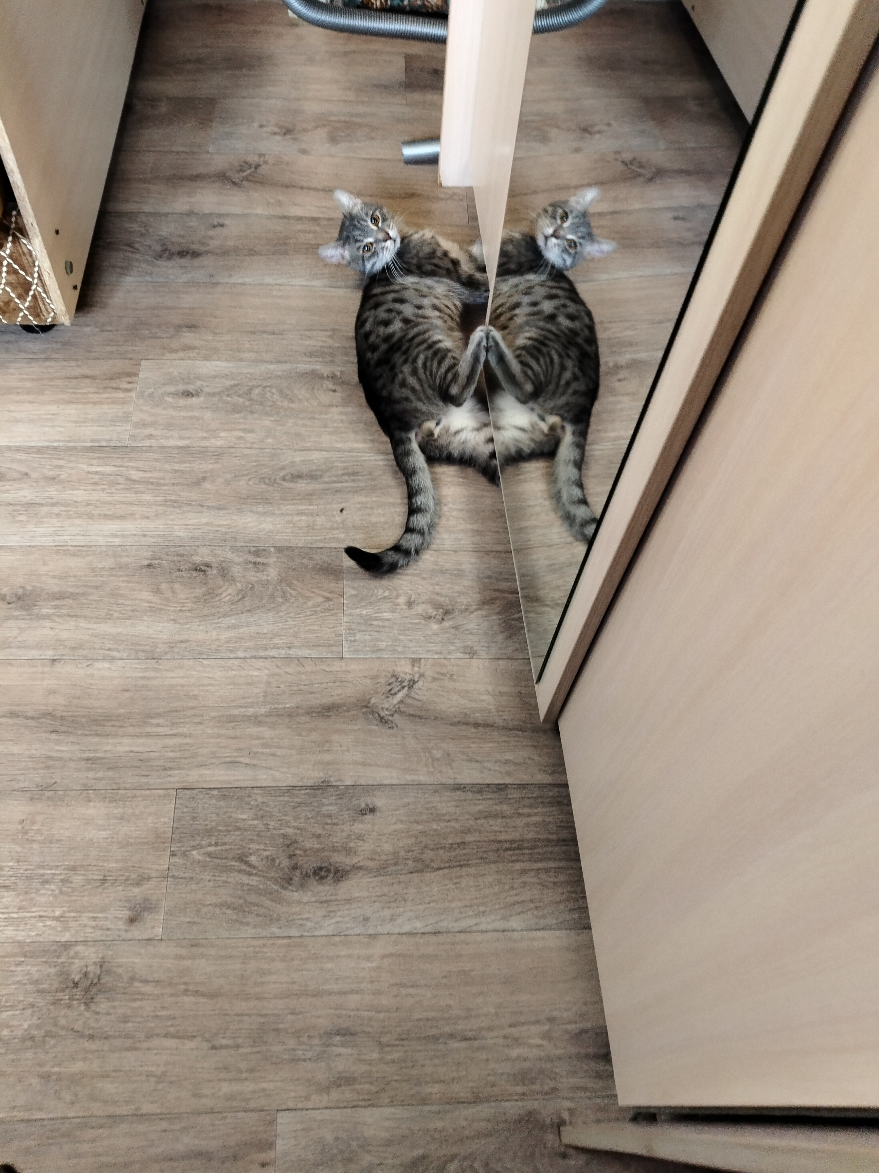 Lost Cat in Peterborough, England Lost Cat in Peterborough, England — listing photo