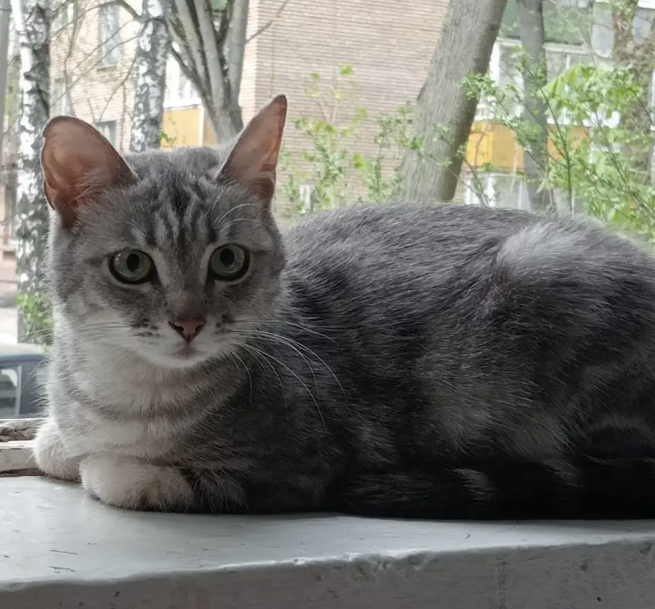 Found Cat in Leicester, England — Cat found in Leicester