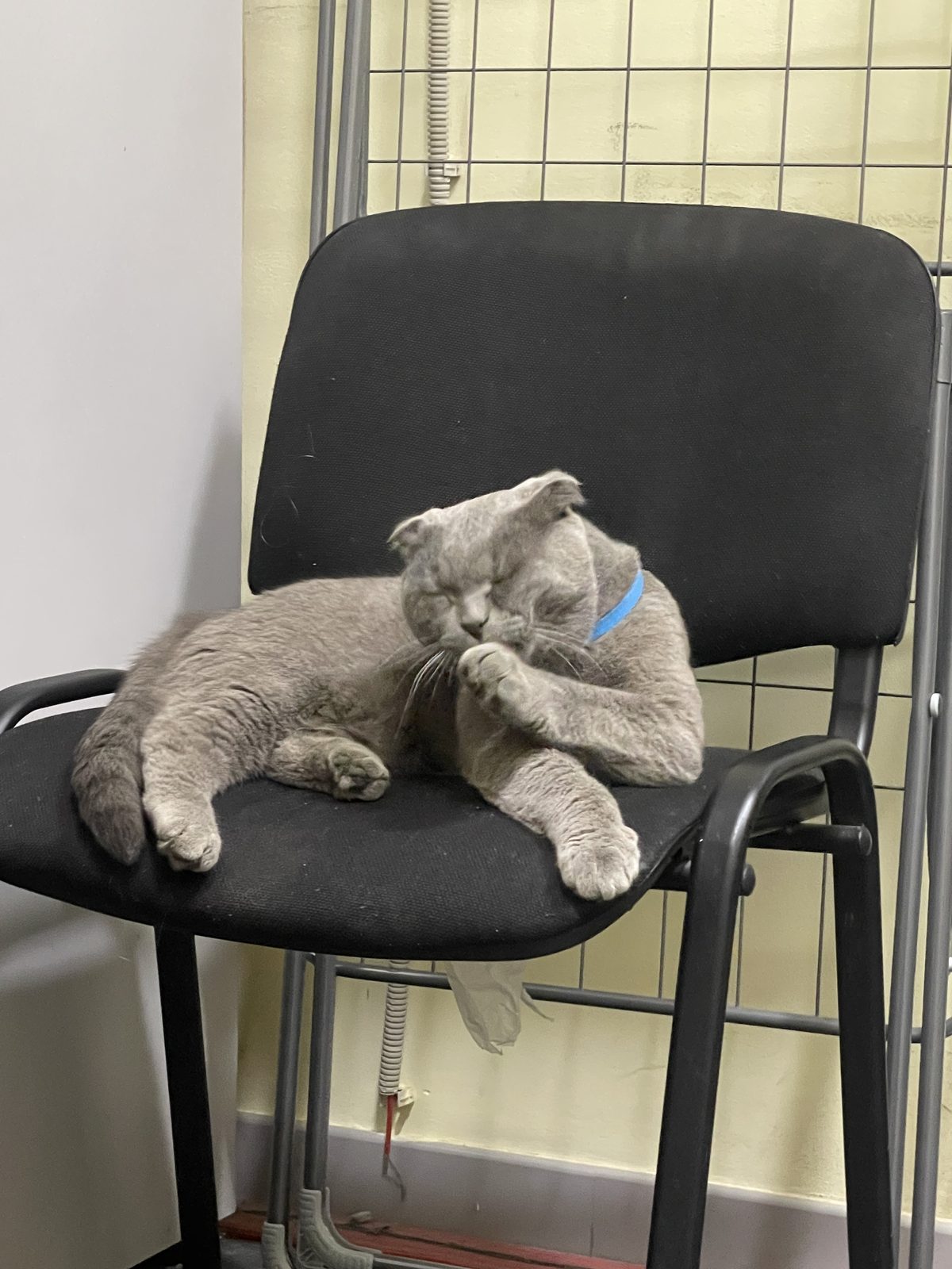 Found Cat in Blackpool, England Found Cat in Blackpool, England — listing photo