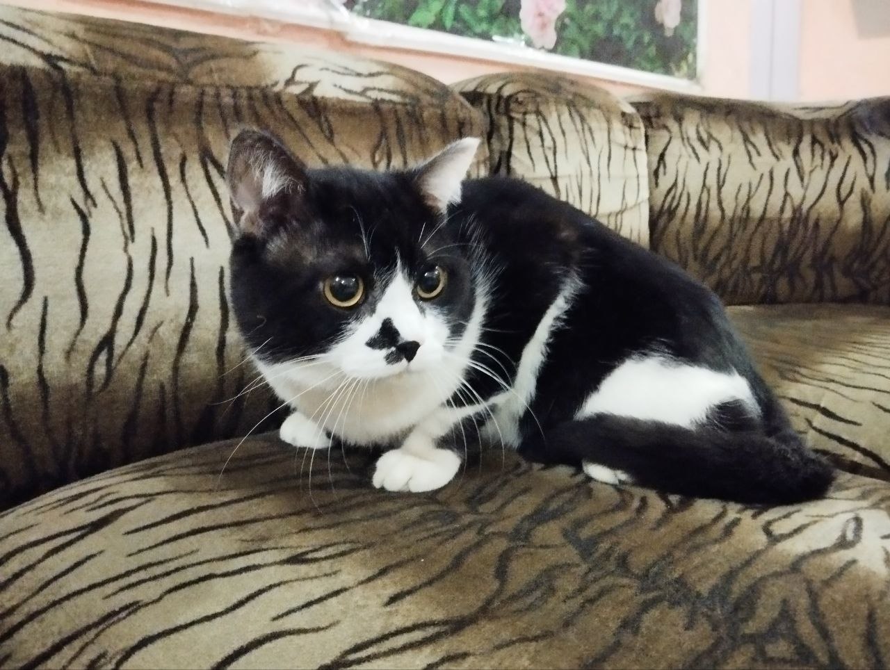 Found Cat in Bournemouth, England — Cat found safe in Bournemouth