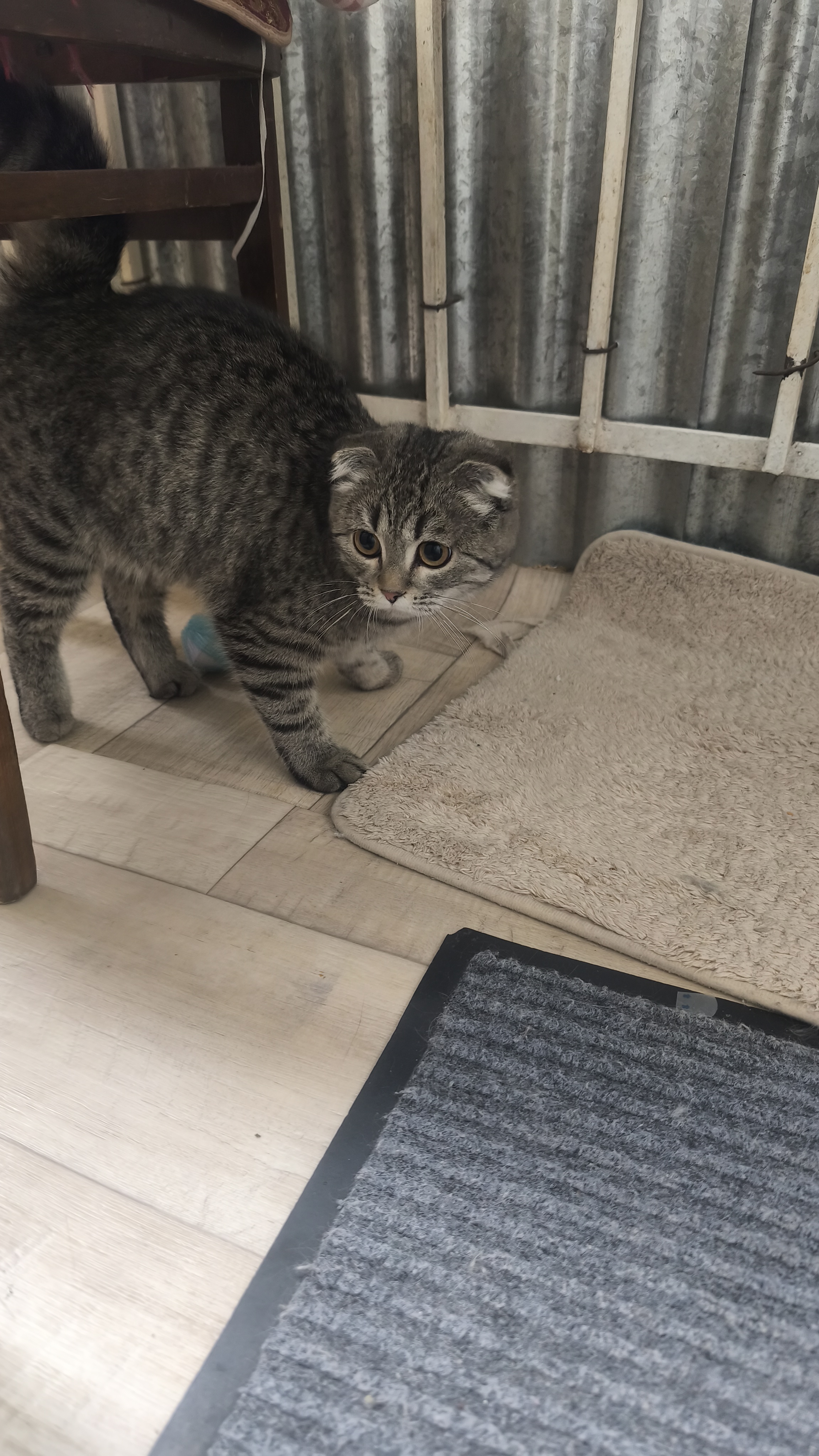 Found Cat in Newcastle upon Tyne, England — Cat found in Newcastle upon Tyne