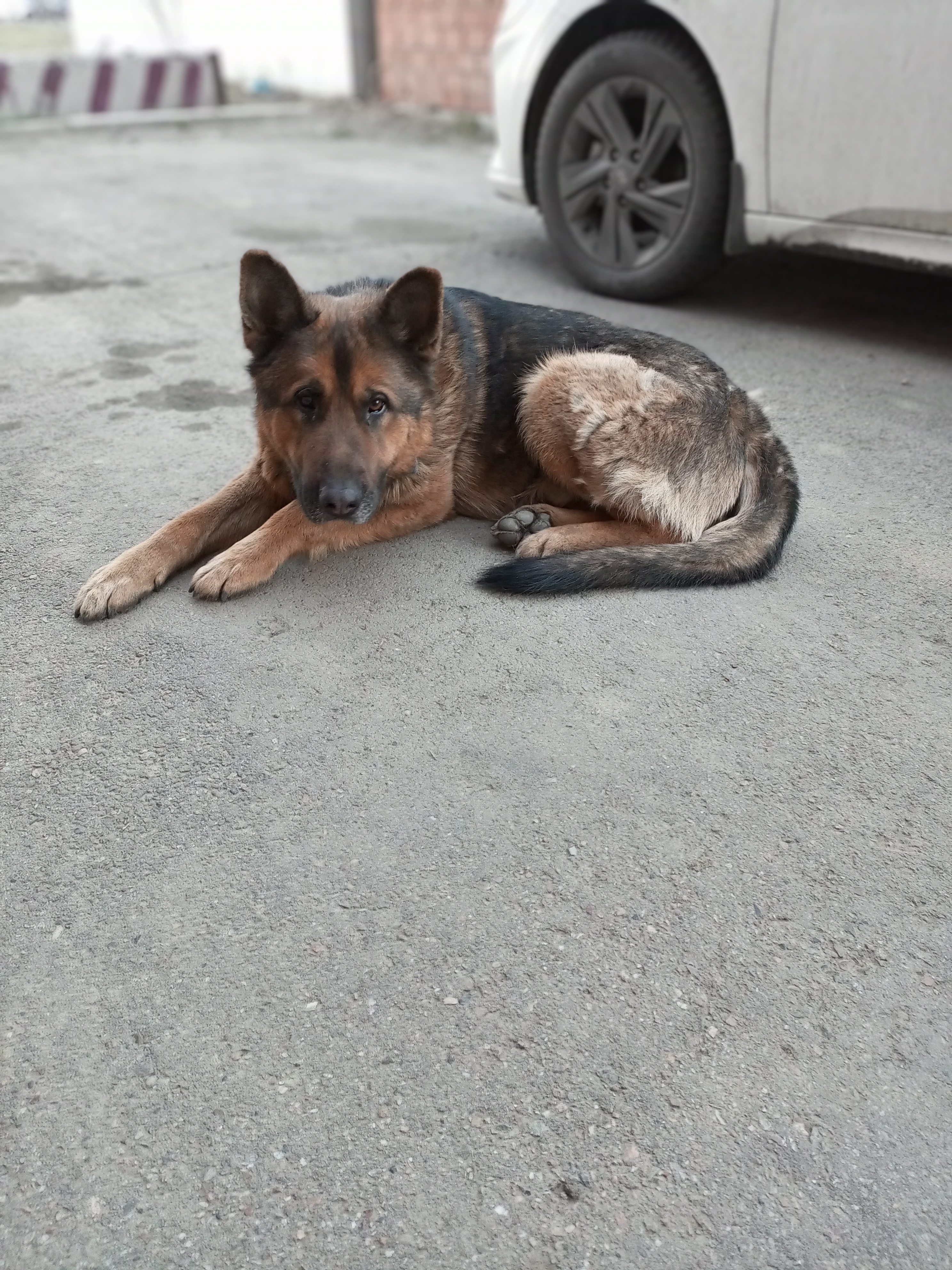 Found Dog in Portsmouth, England — Dog found in Portsmouth