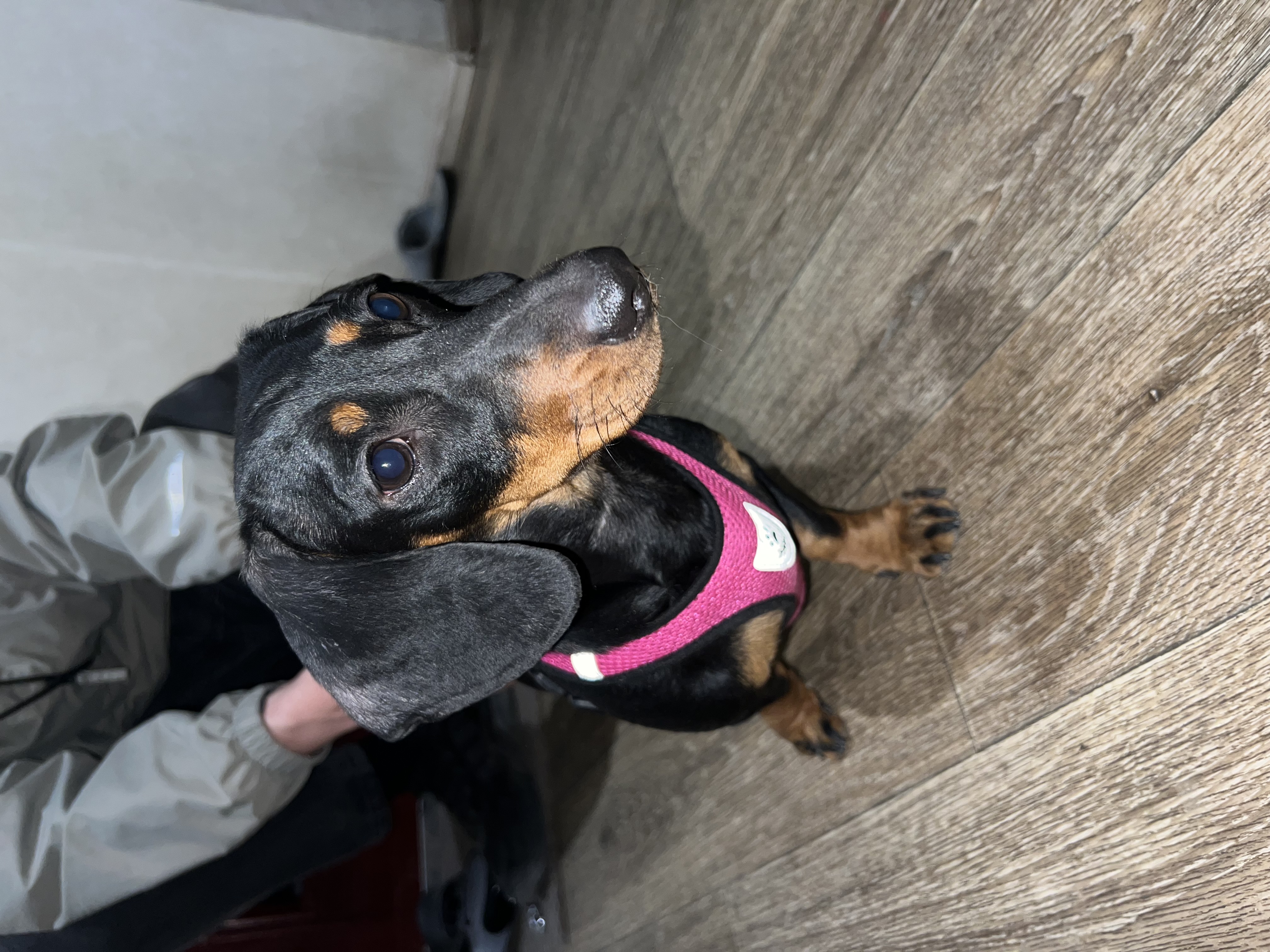 Found Dog in Edinburgh, Scotland — listing photo