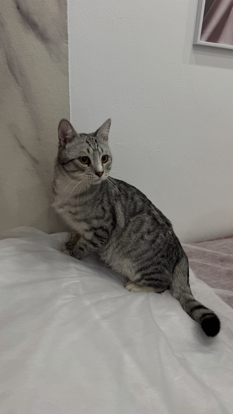 Found cat reported in Watford