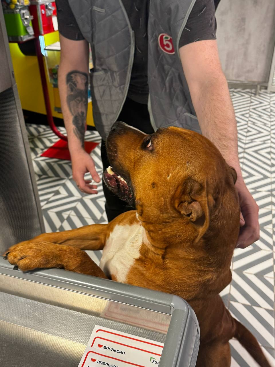 Found Dog in Luton, England — listing photo