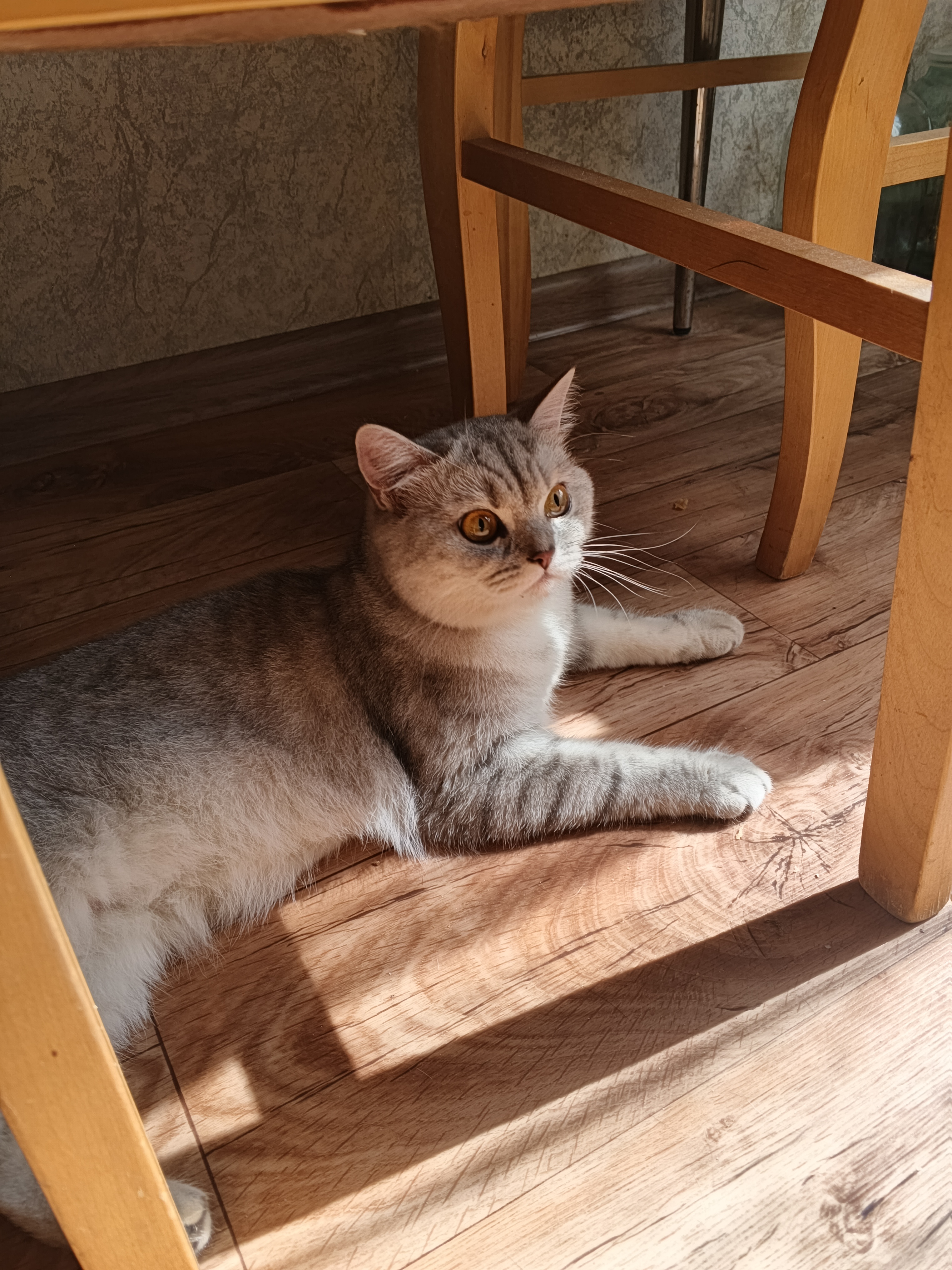 Found Cat in Bolton, England Found Cat in Bolton, England — listing photo
