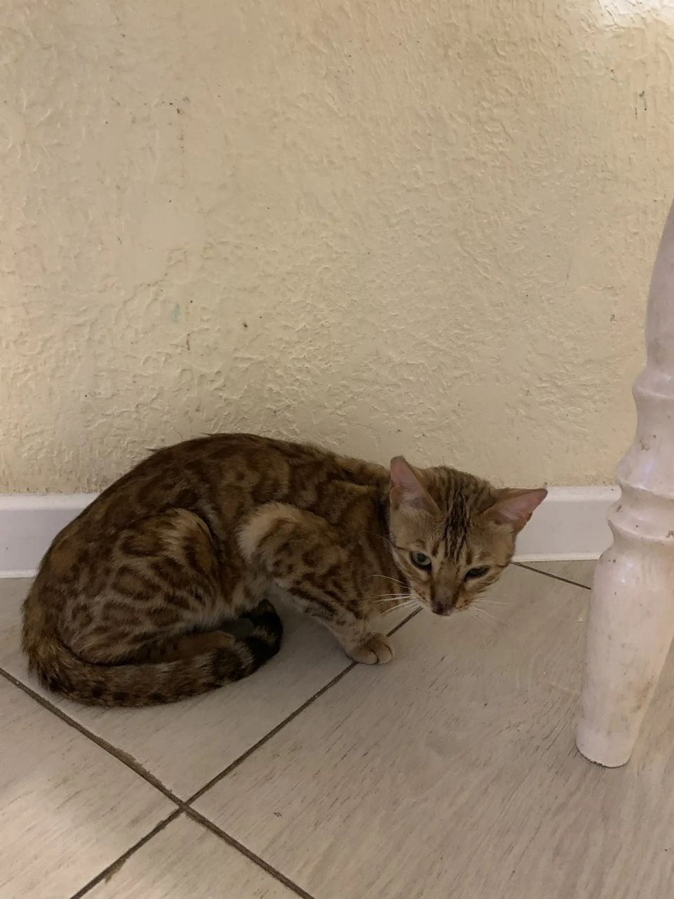 Found Cat in Peterborough, England Found Cat in Peterborough, England — listing photo