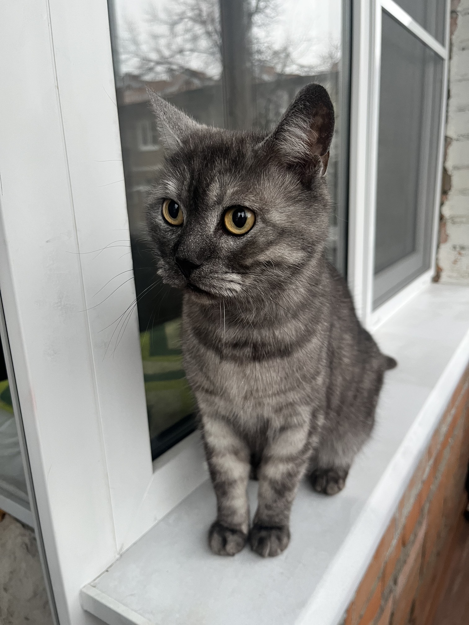 Found Cat in Ipswich, England — Stray cat found in Ipswich