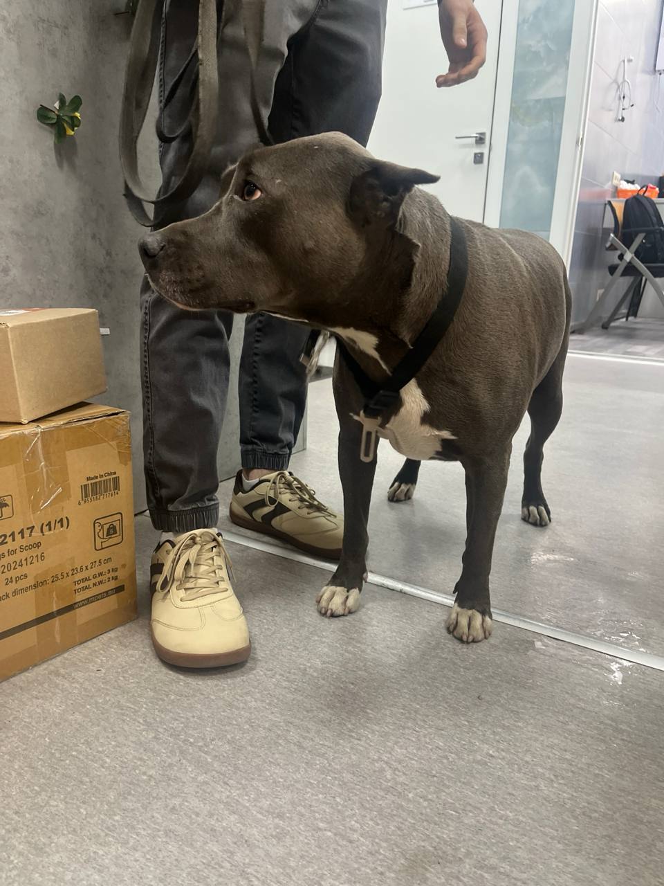 Found Dog in Bournemouth, England — listing photo