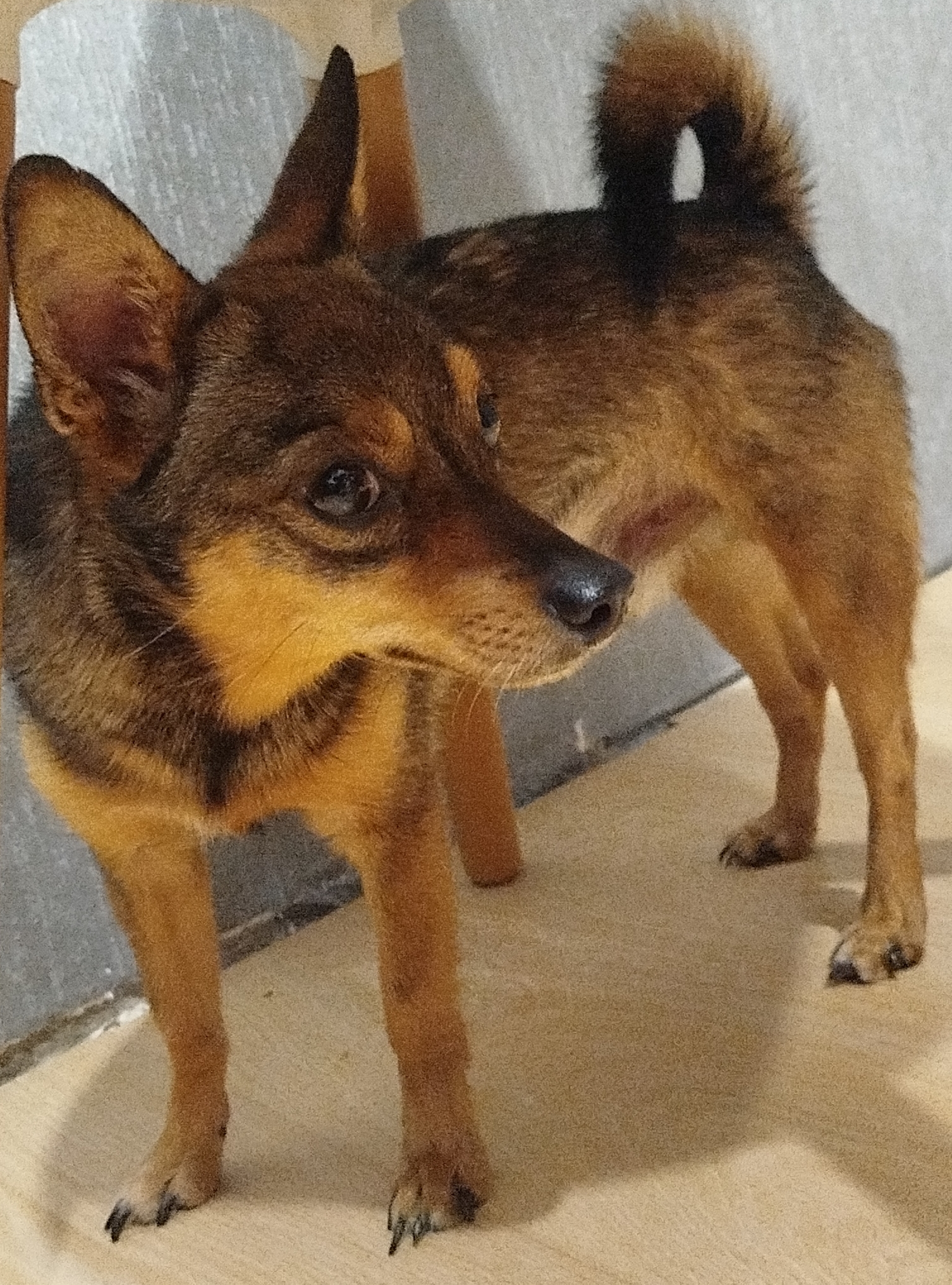 Found Dog in Nottingham, England — Dog found in Nottingham