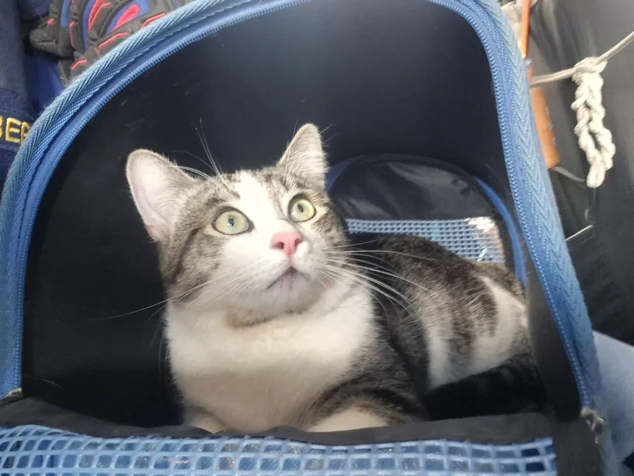 Found Cat in Dundee, Scotland — Cat found in Dundee