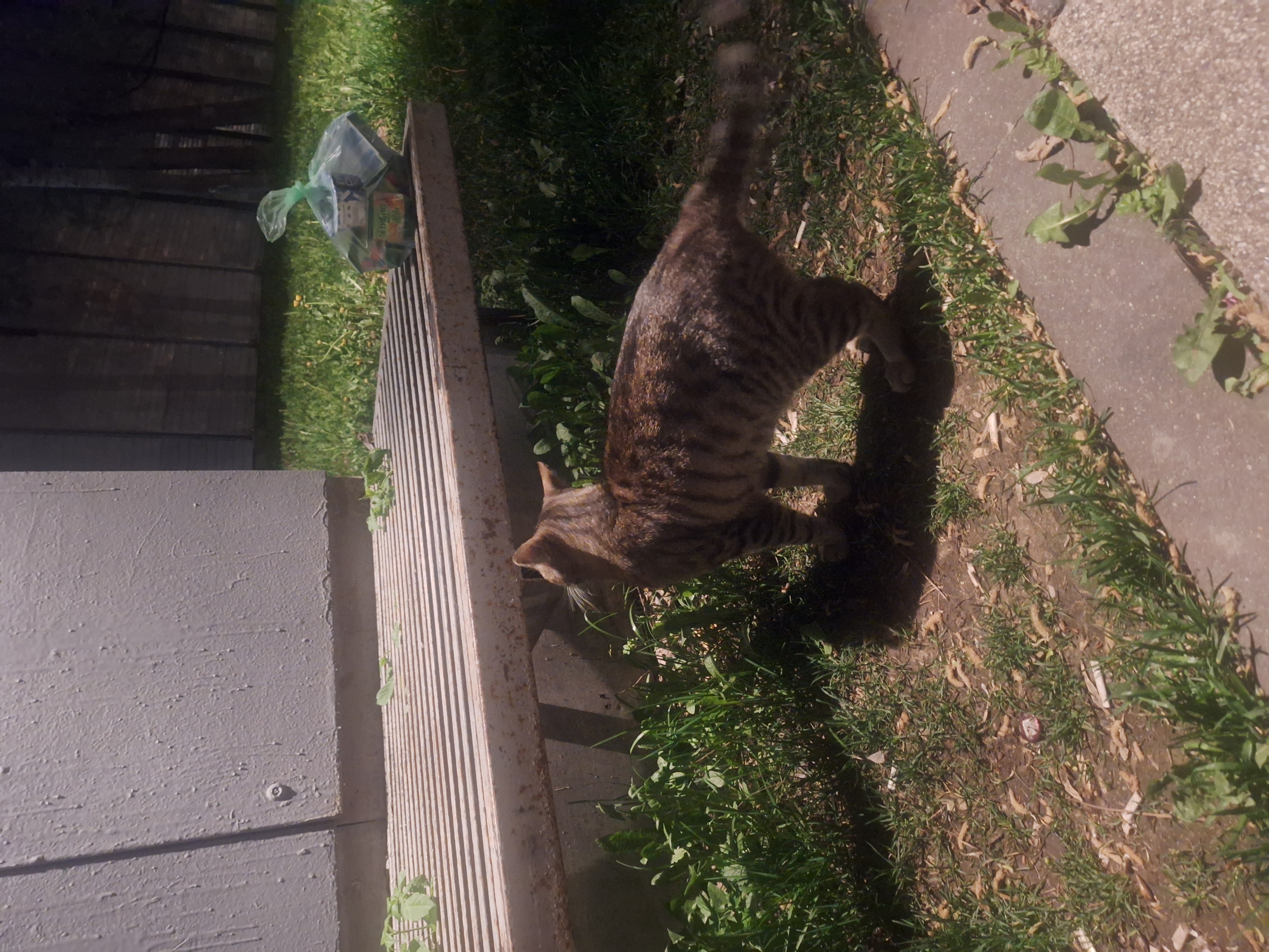 Found Cat in Stockport, England: Cat found in Stockport Found Cat in Stockport, England — Cat found in Stockport