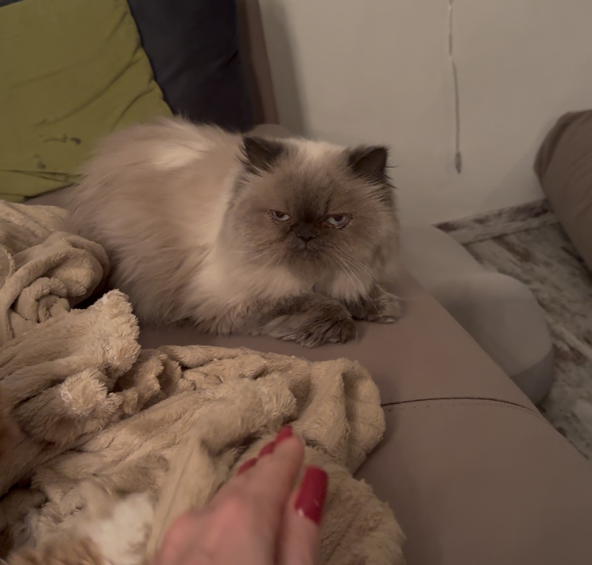 Lost Cat in Kingston upon Hull, England — listing photo