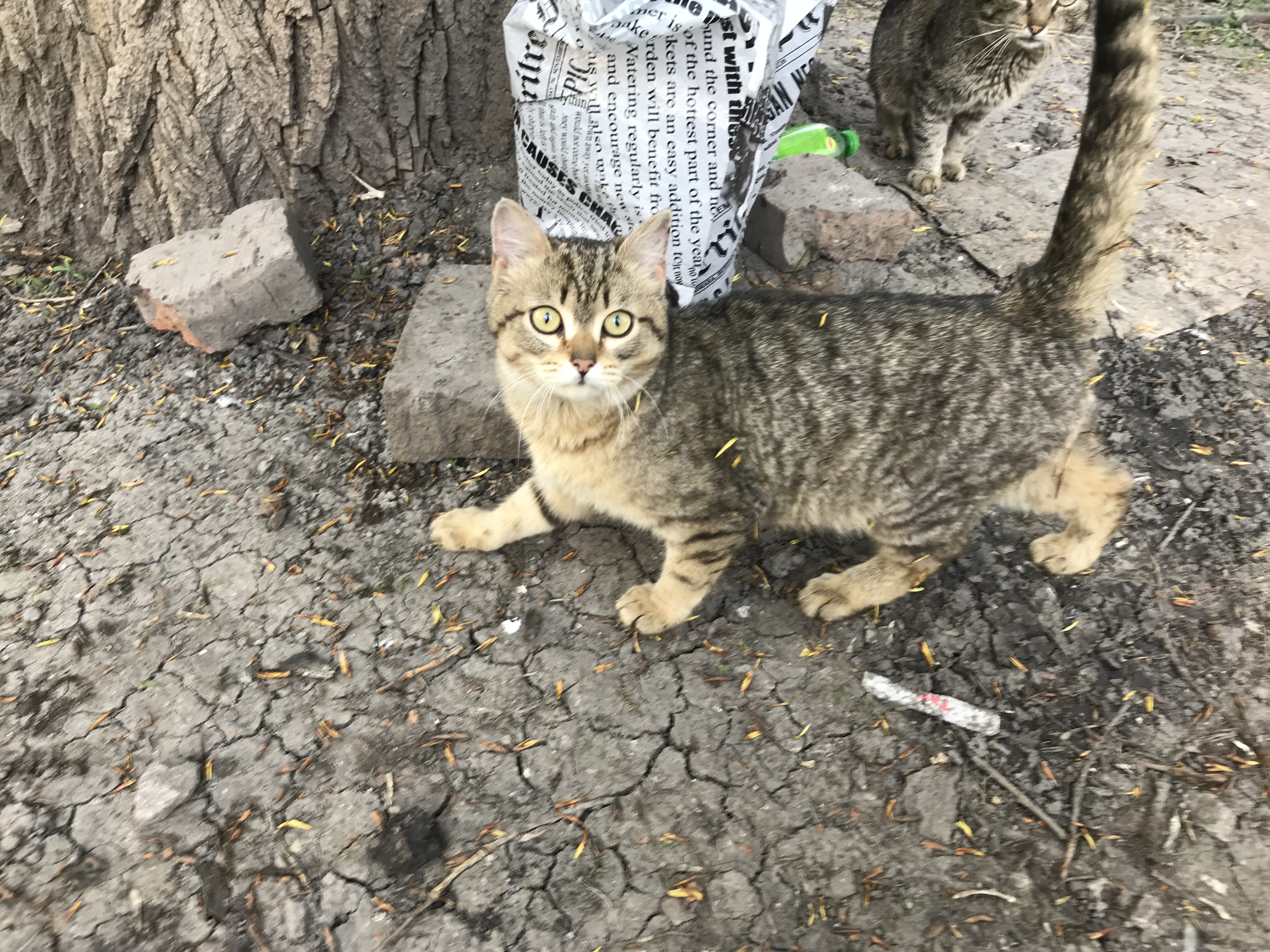 Found Cat in Milton Keynes, England: Cat found safe in Milton Keynes Found Cat in Milton Keynes, England — Cat found safe in Milton Keynes