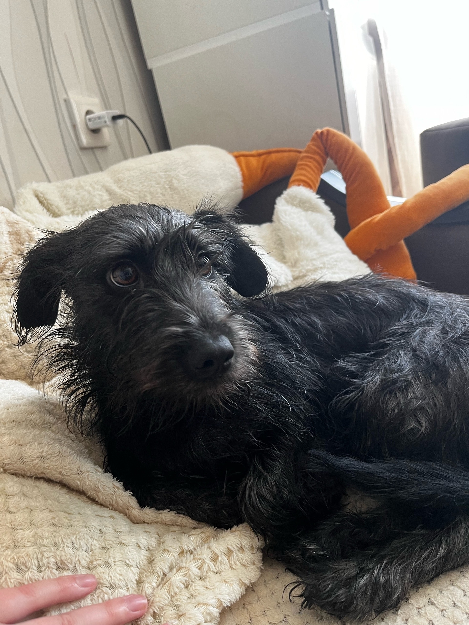 Found Dog in Leeds, England — listing photo