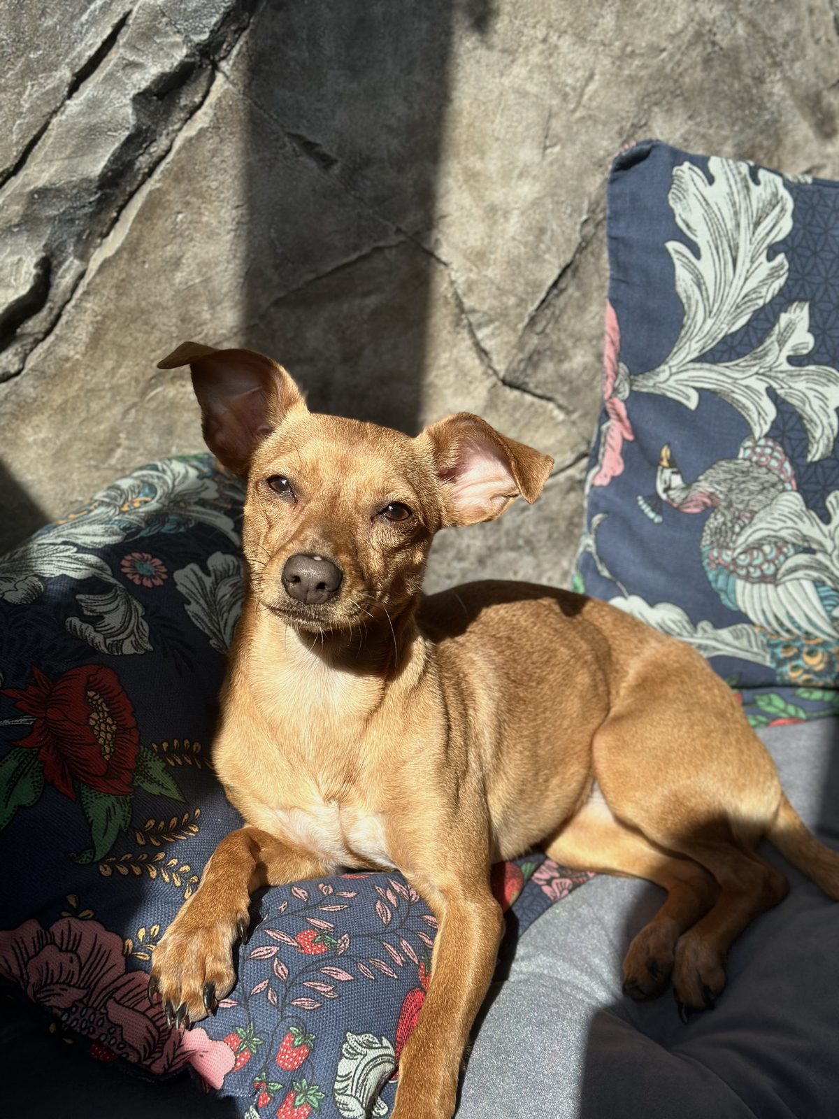Found Dog in Reading, England — Dog found in Reading