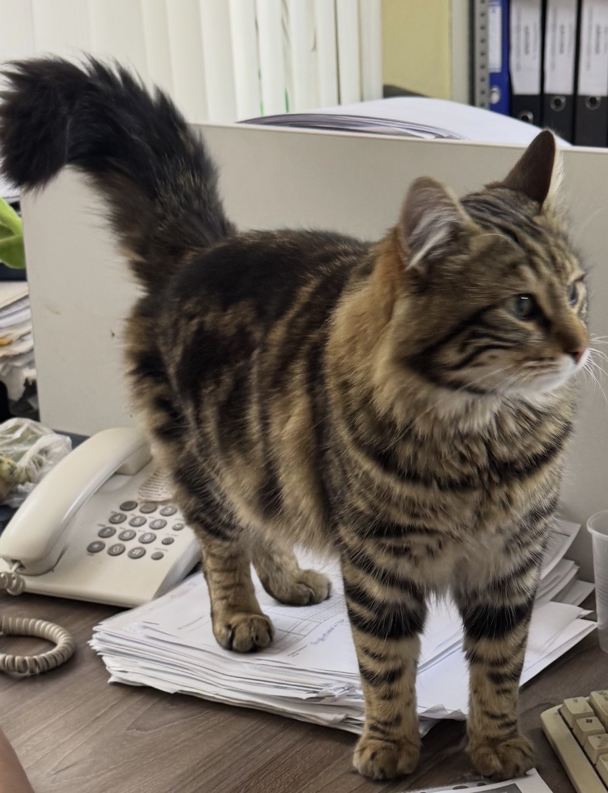 Found Cat in Newcastle upon Tyne, England — Cat found in Newcastle upon Tyne