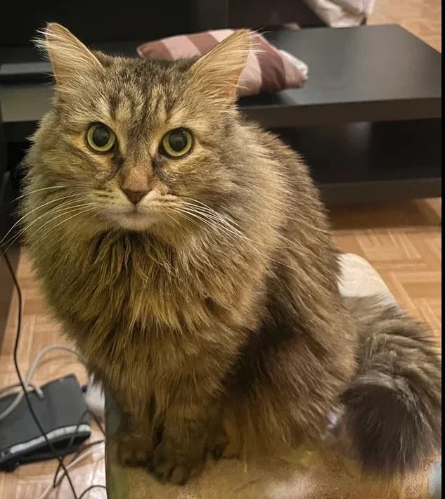 Lost Cat in Oxford, England — listing photo
