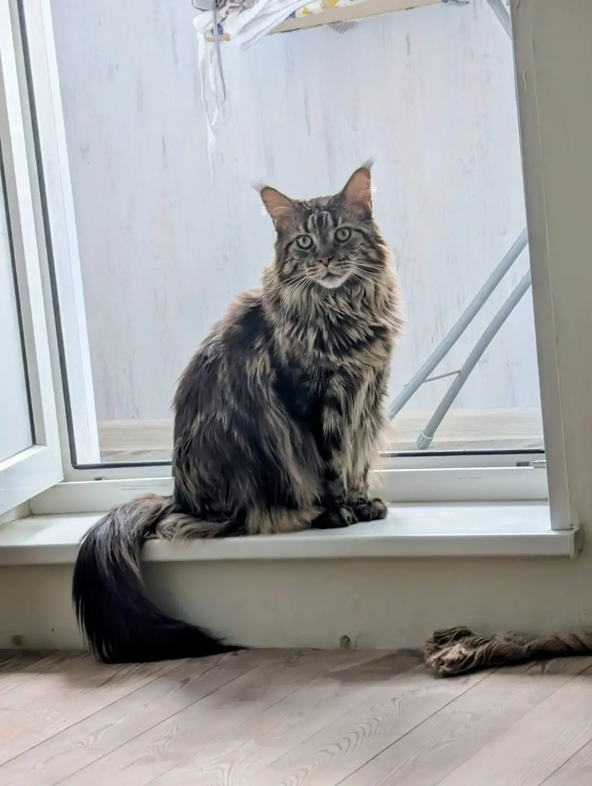 Lost Cat in Middlesbrough, England — listing photo