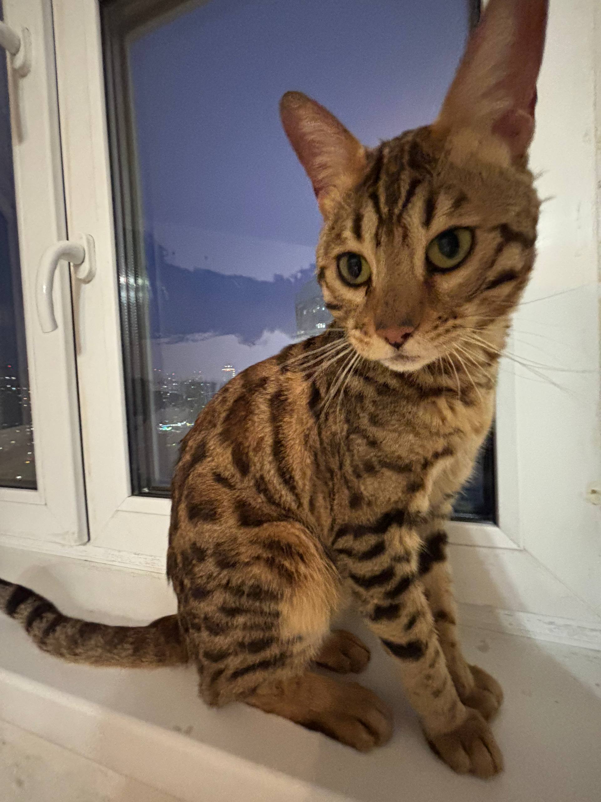 Found Cat in Edinburgh, Scotland — Stray cat found in Edinburgh