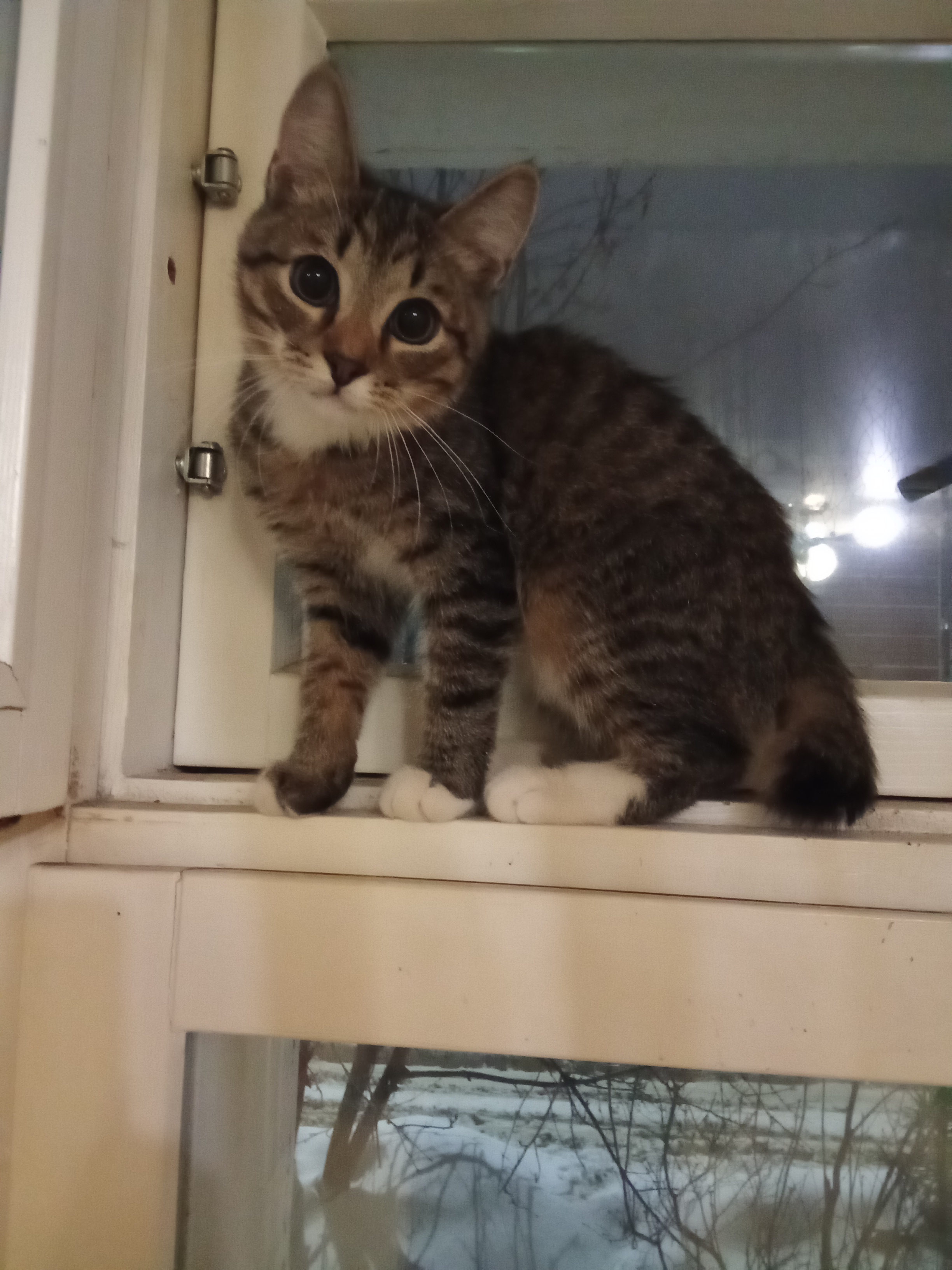Lost Cat in Liverpool, England — listing photo