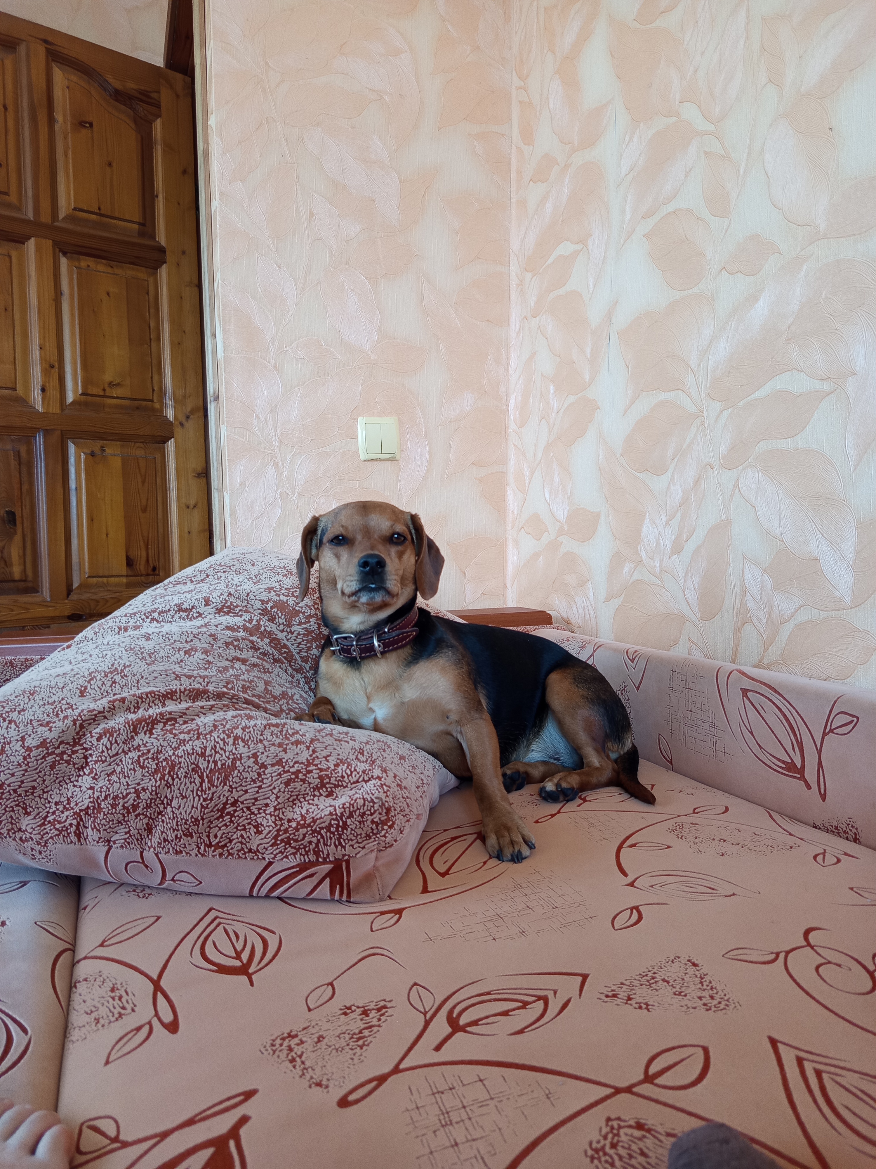 Lost Dog in Dundee, Scotland — listing photo
