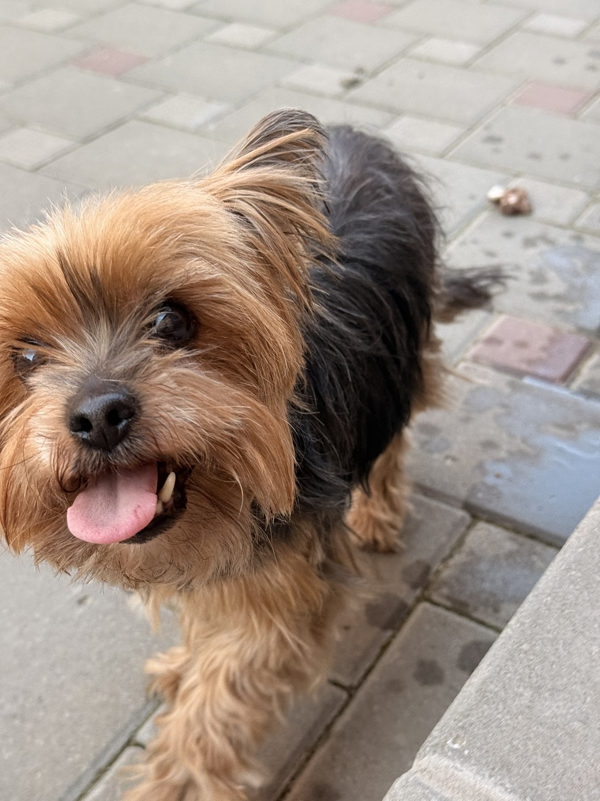 Found Dog in Exeter, England — Dog found in Exeter