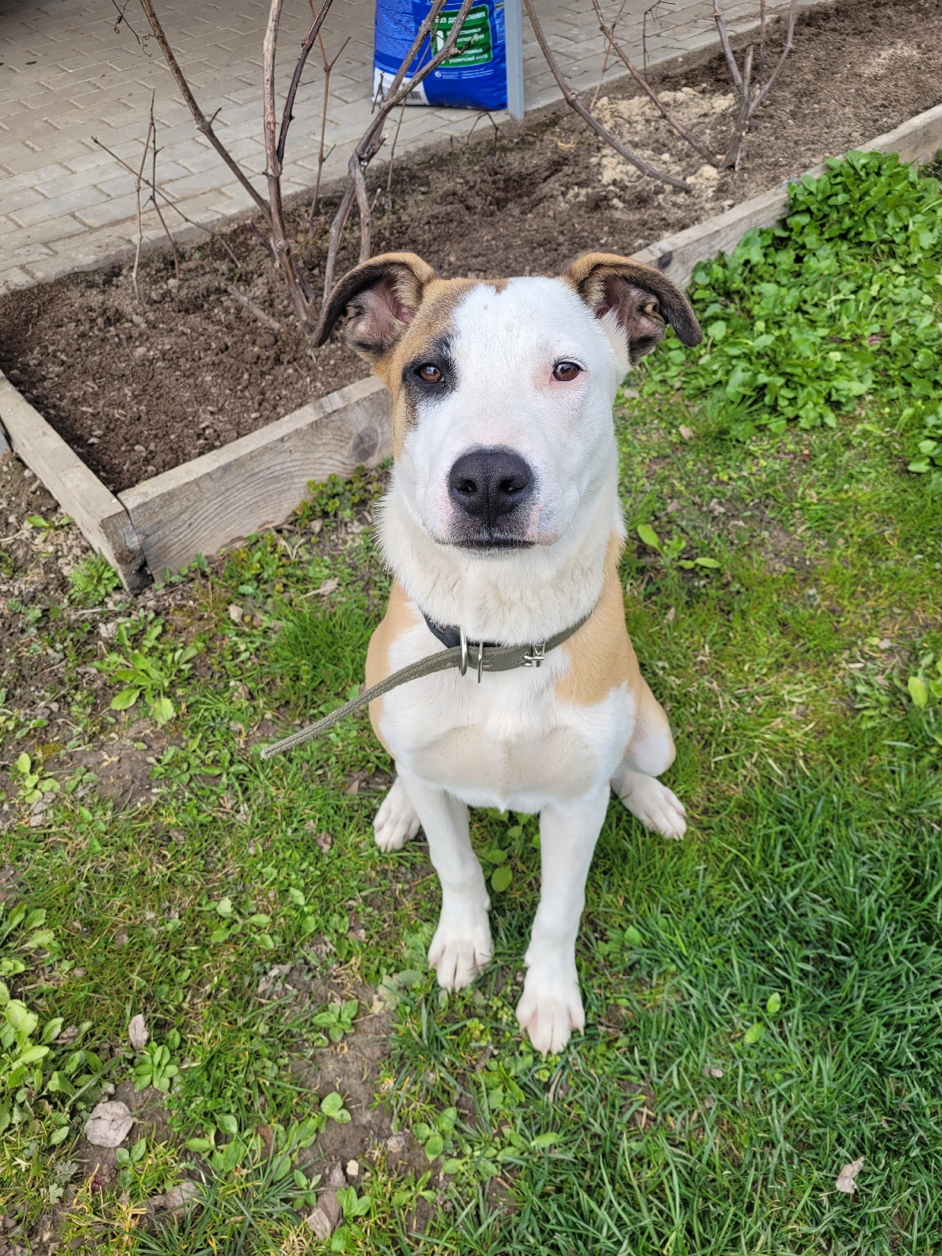 Found Dog in York, England — listing photo