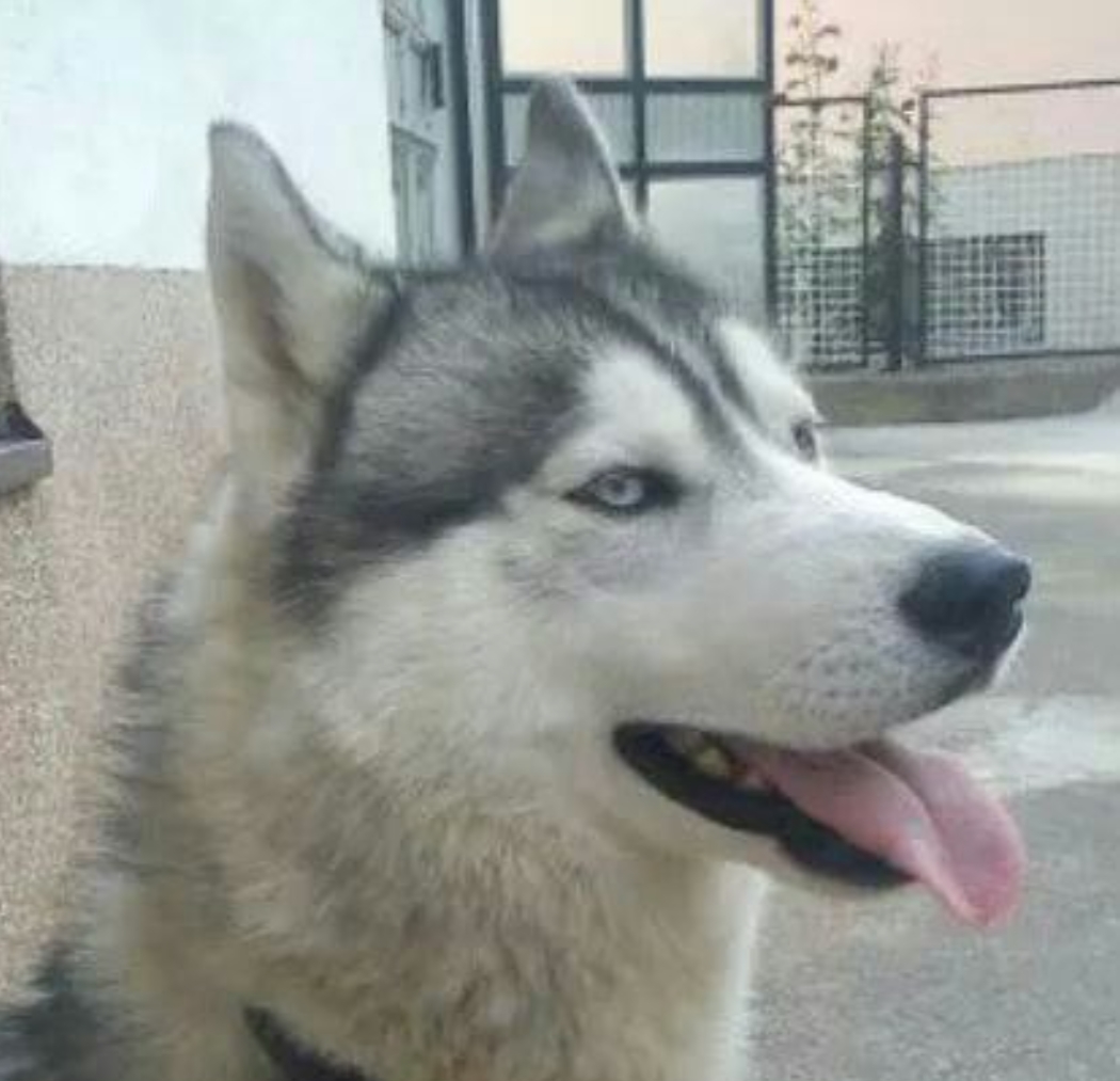 Lost Dog in Brighton, England — listing photo