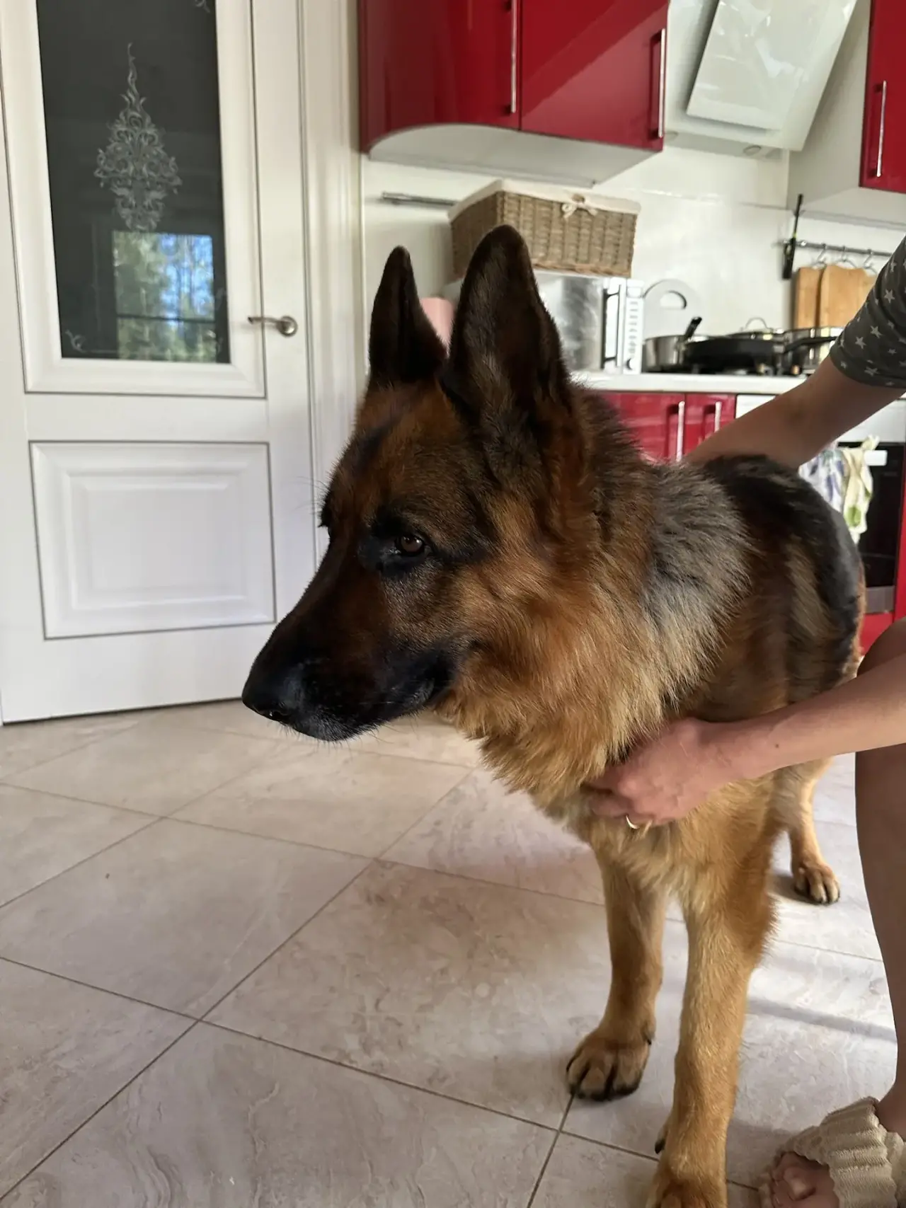 Found Dog in Cambridge, England — Dog found safe in Cambridge