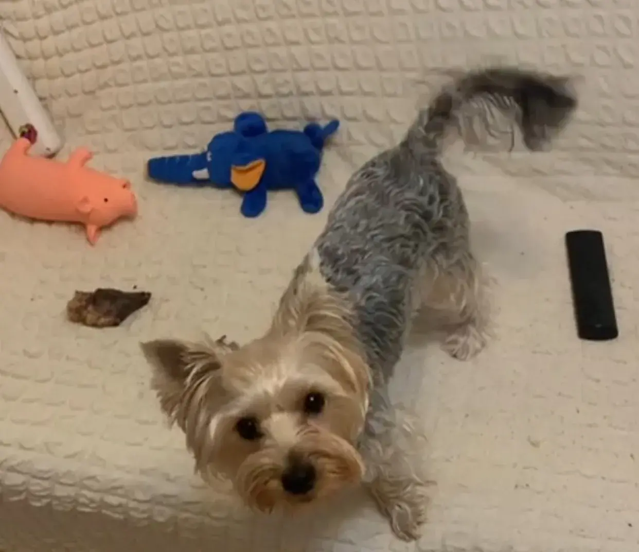 Lost Dog in Swindon, England Lost Dog in Swindon, England — listing photo