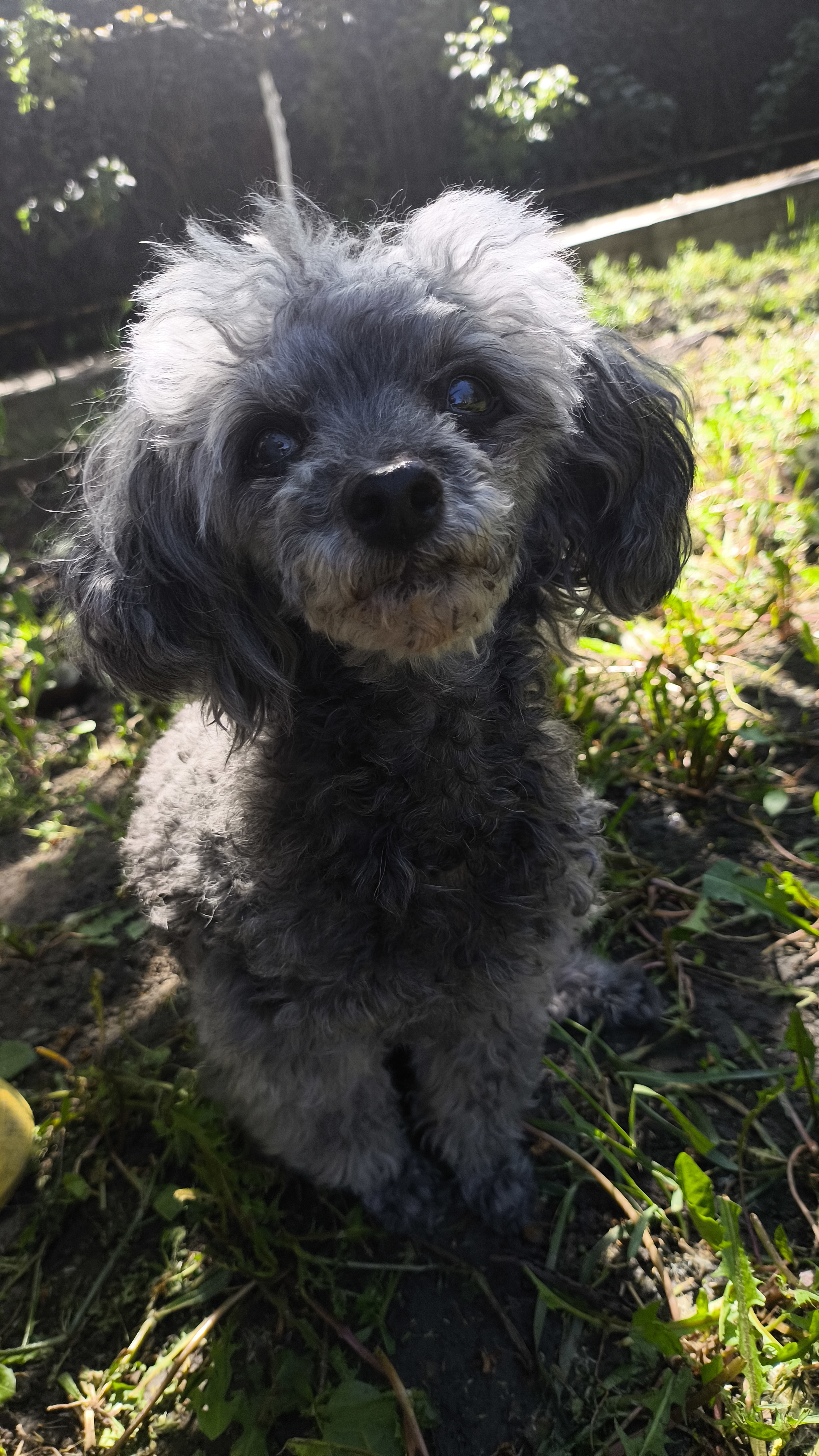 Found Dog in Leicester, England — listing photo