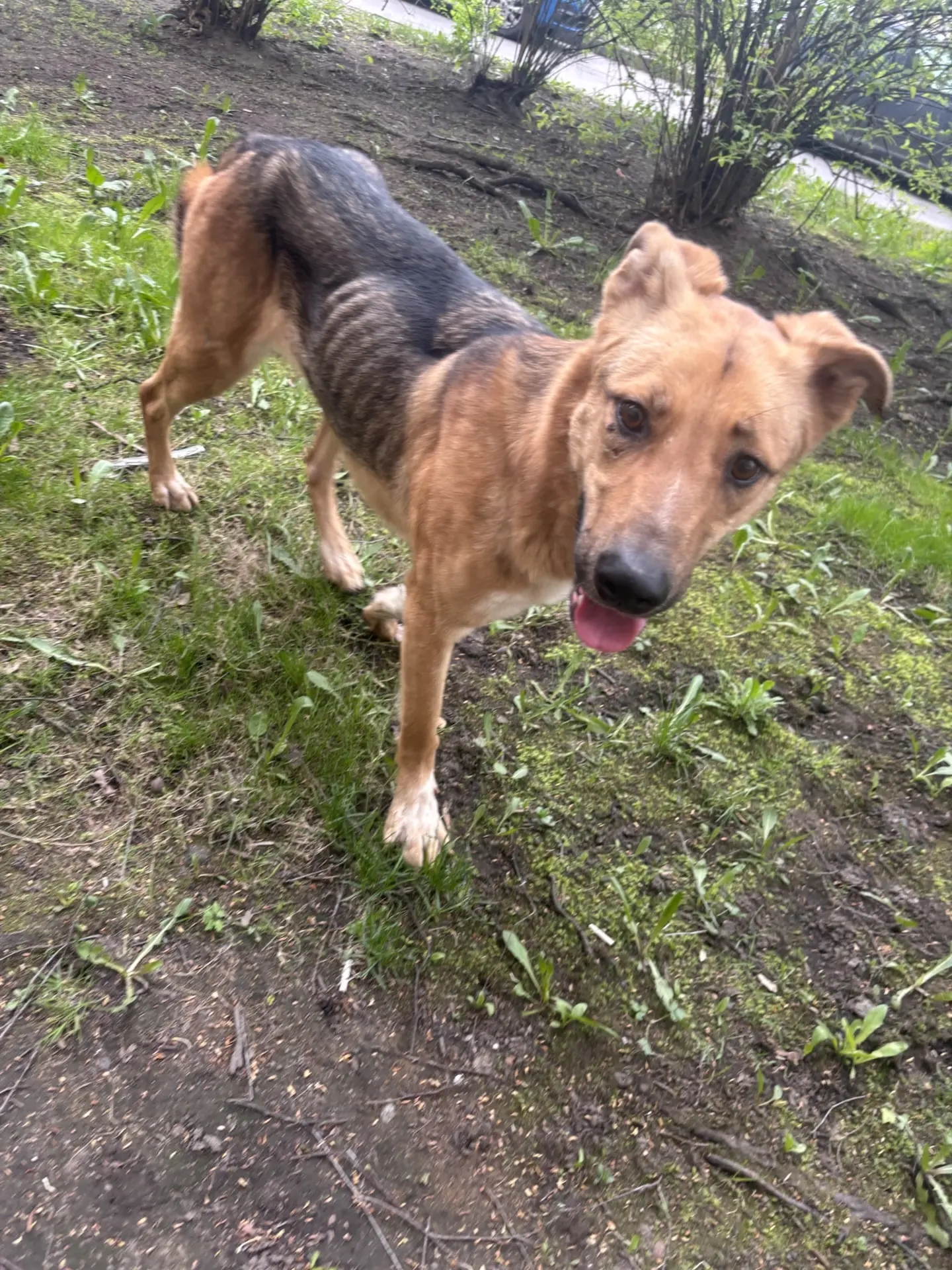 Found Dog in Bolton, England — listing photo