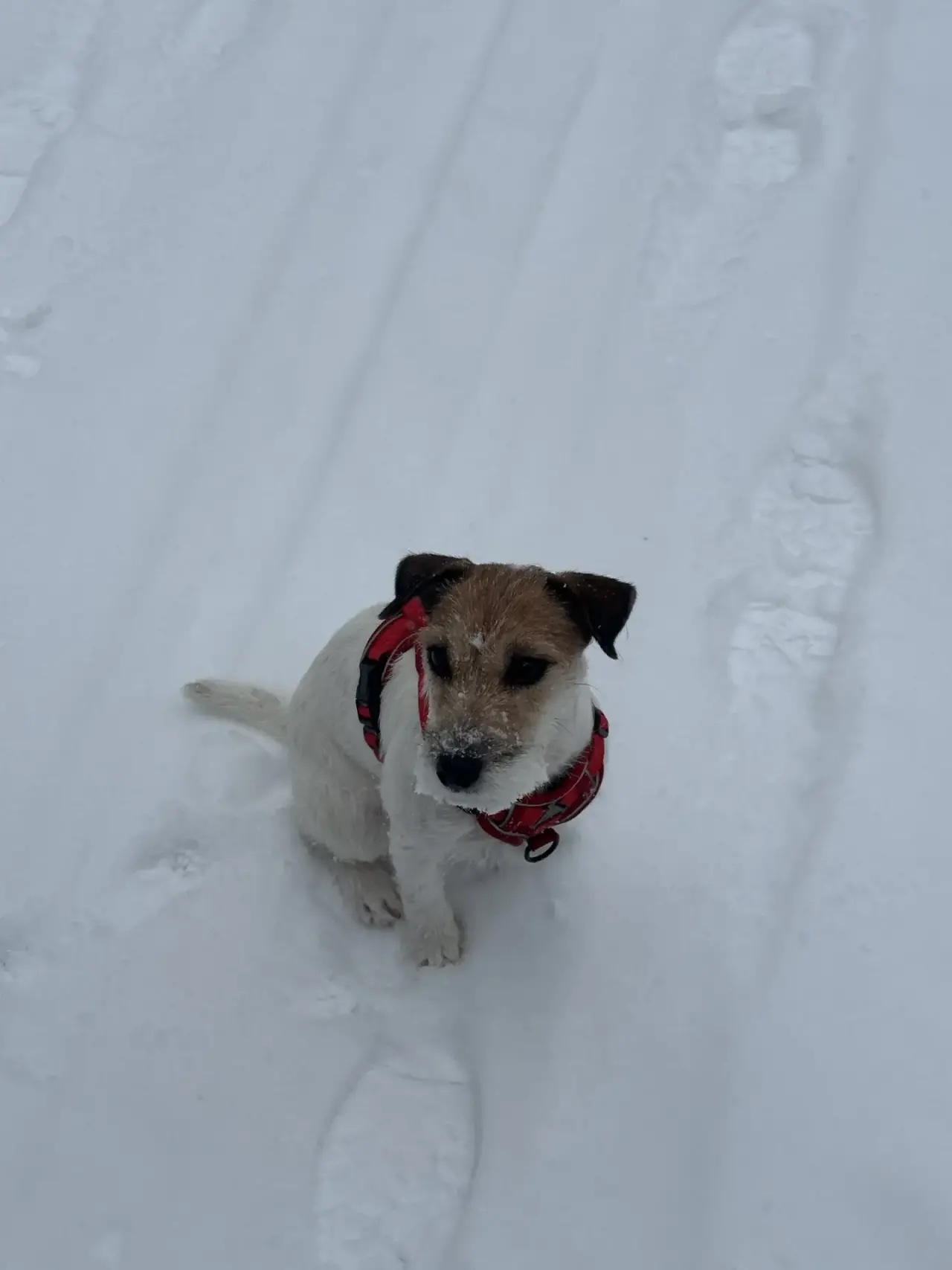 Lost Dog in Reading, England — listing photo